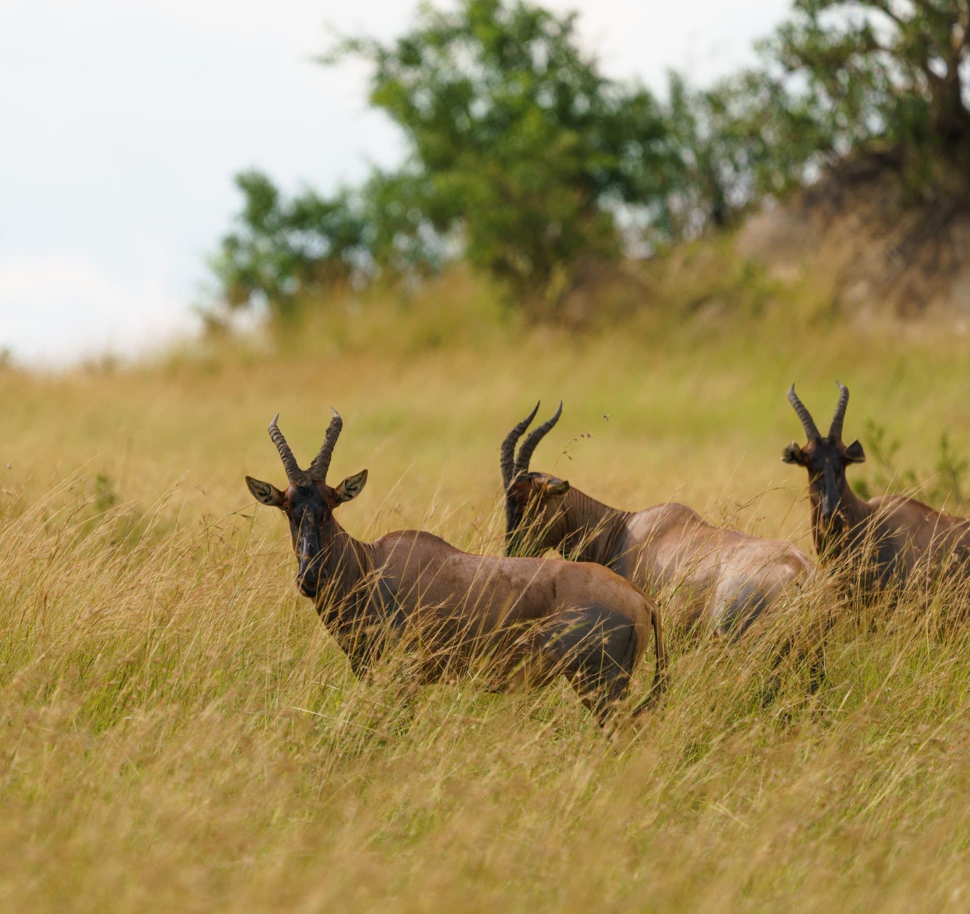 Northern Serengeti photo 73