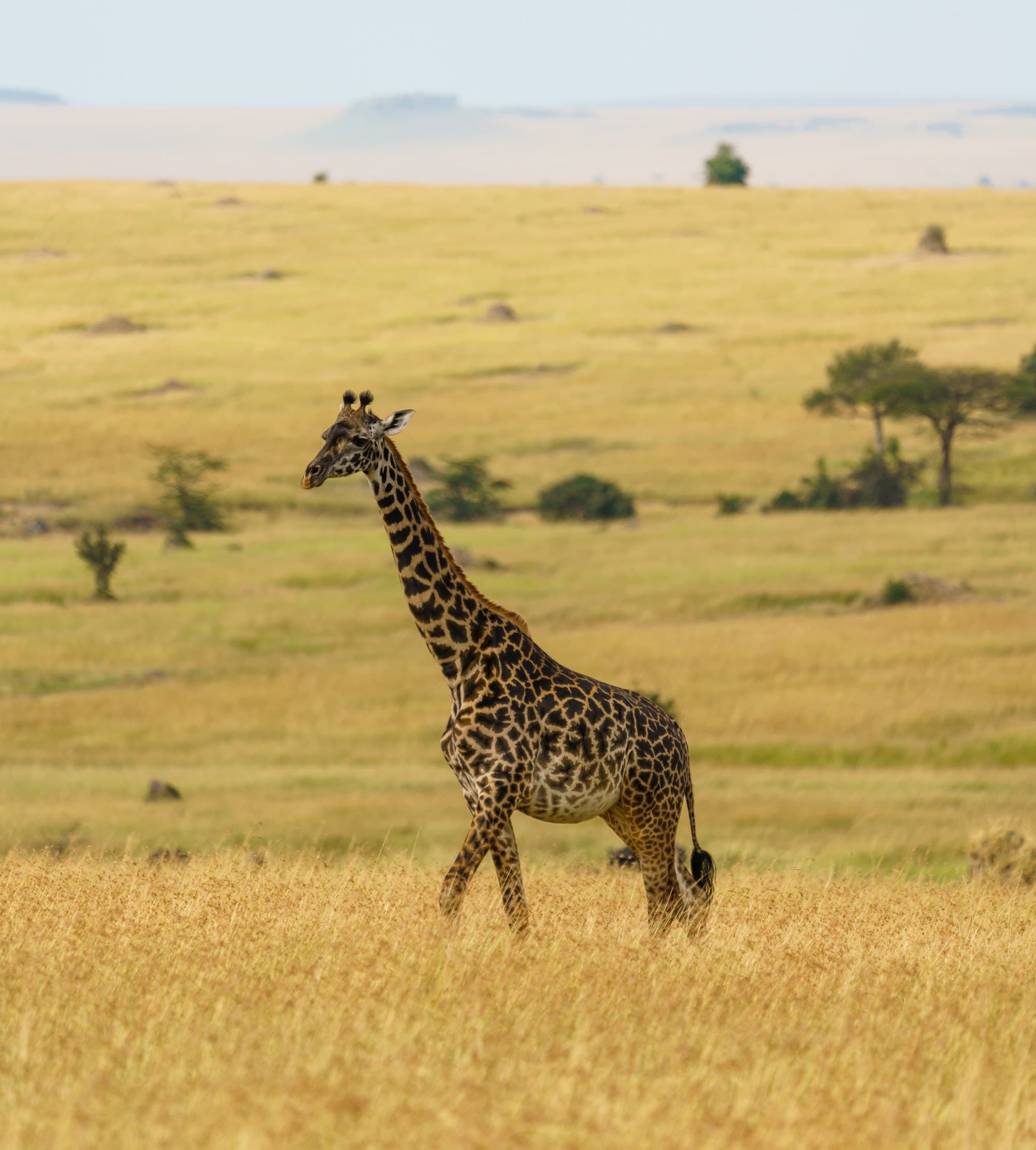 Northern Serengeti photo 78