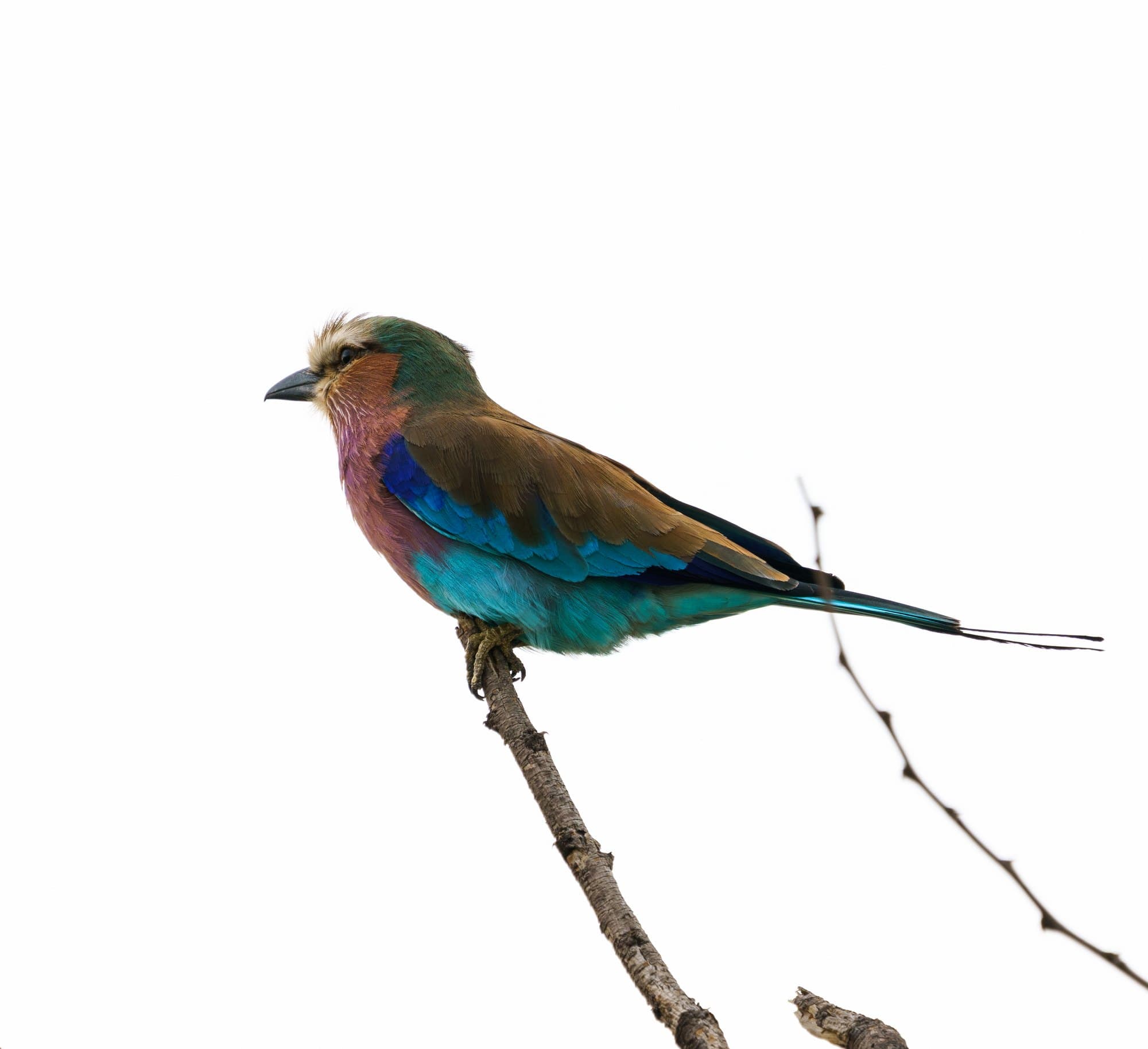 Northern Serengeti photo 77