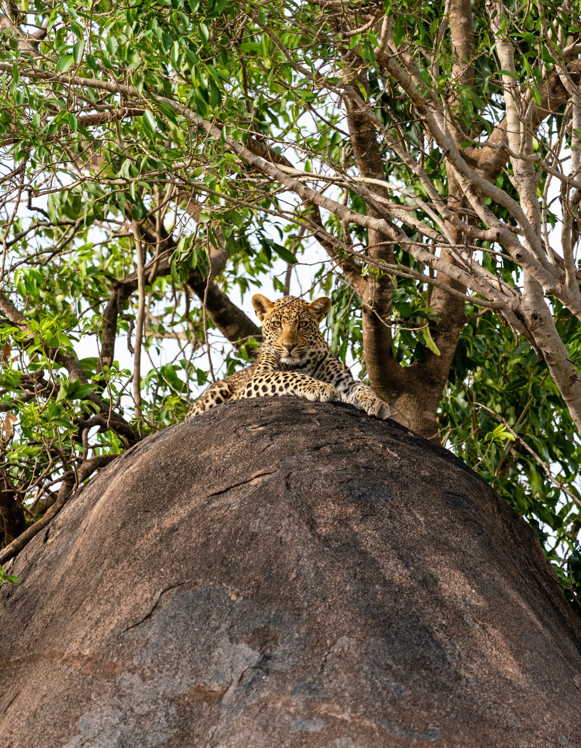 Northern Serengeti photo 67
