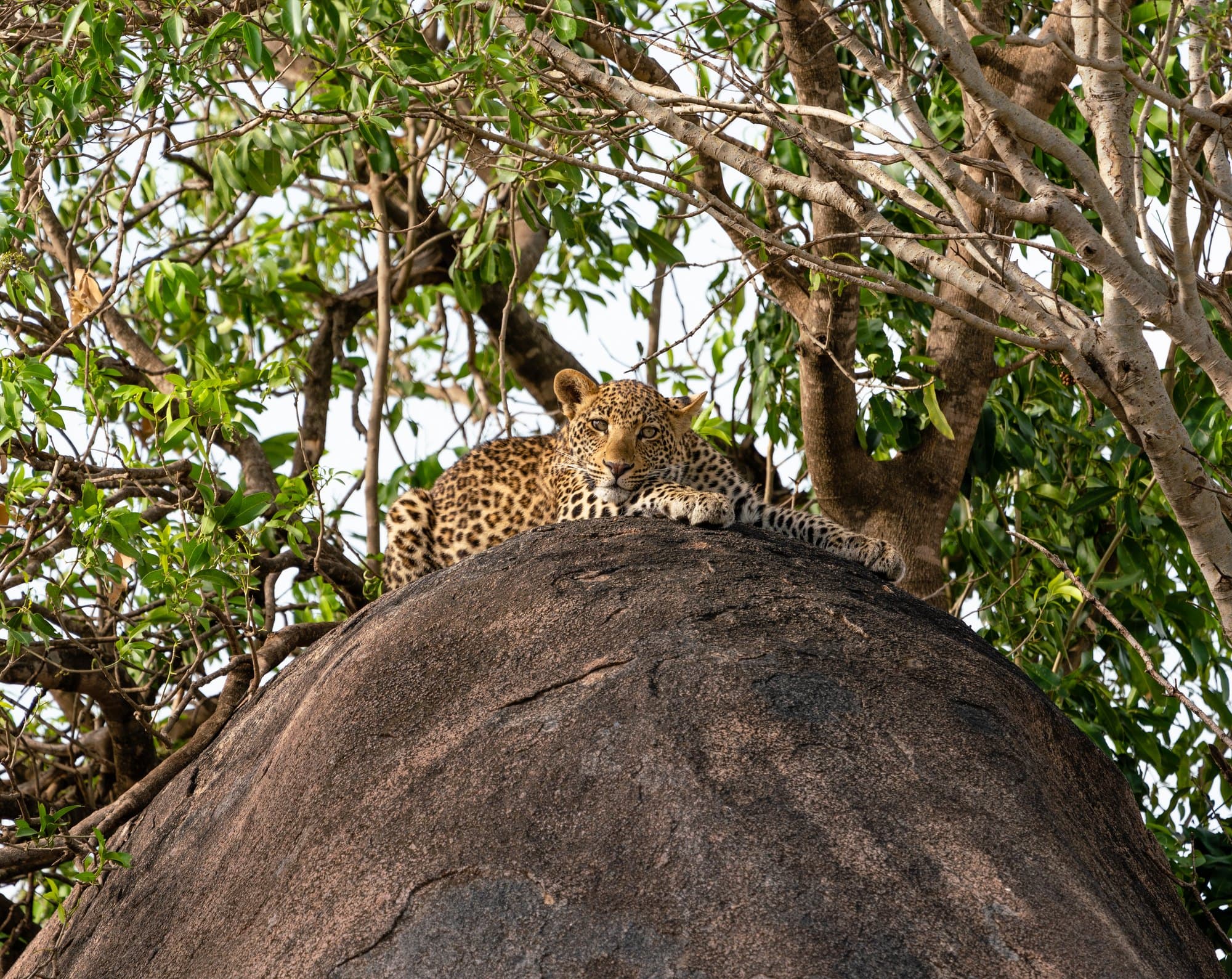Northern Serengeti photo 69