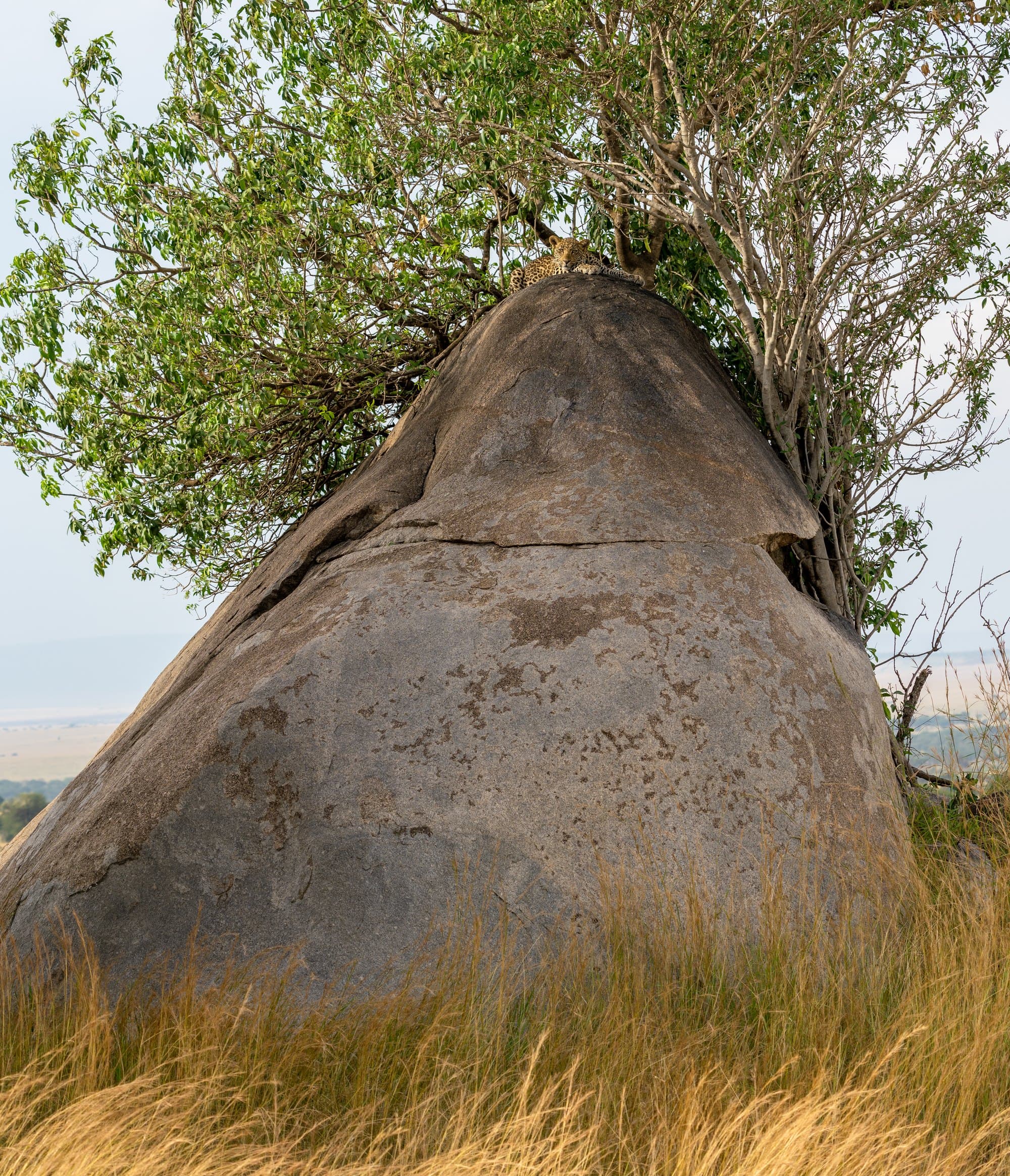 Northern Serengeti photo 66