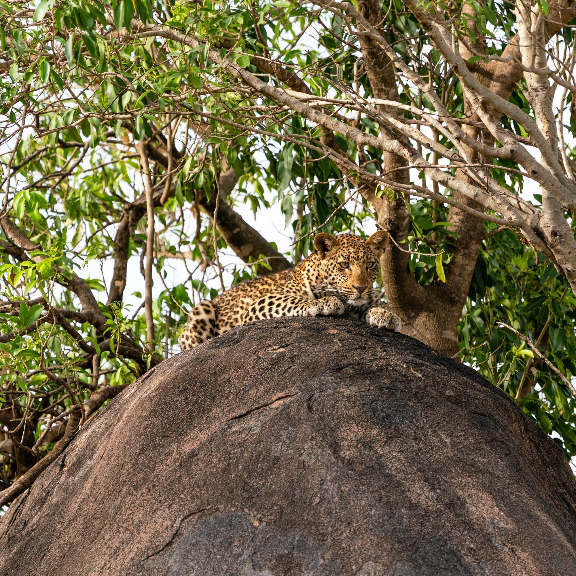 Northern Serengeti photo 68