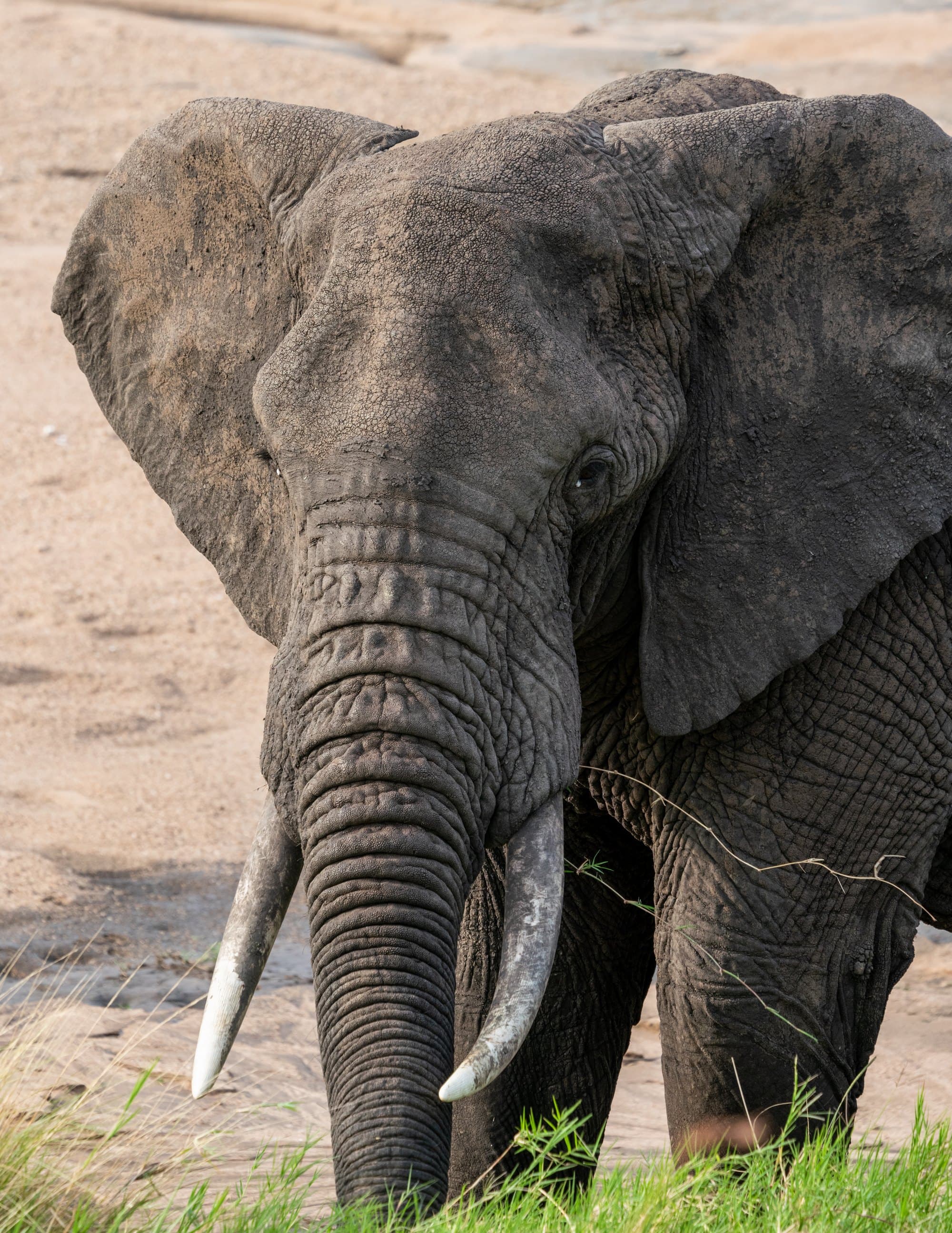 Northern Serengeti photo 53