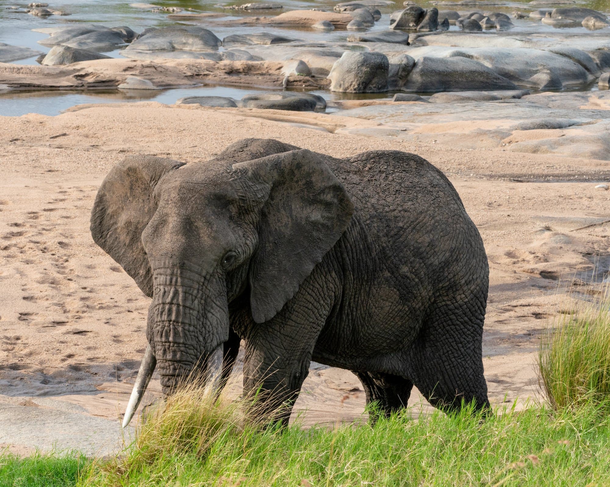 Northern Serengeti photo 56