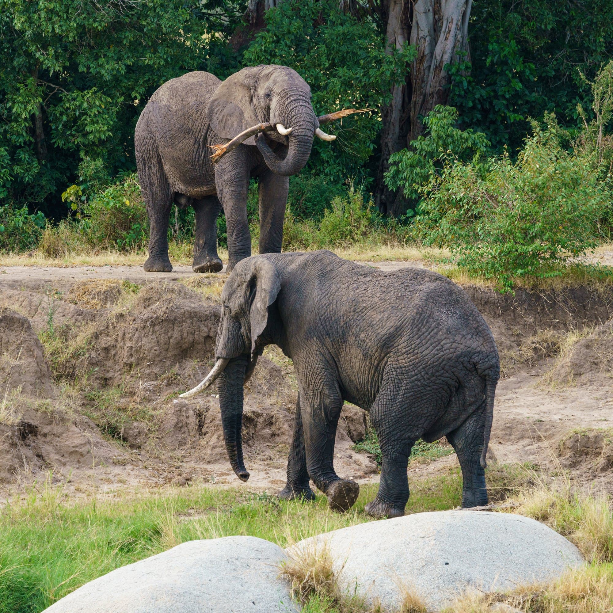 Northern Serengeti photo 57