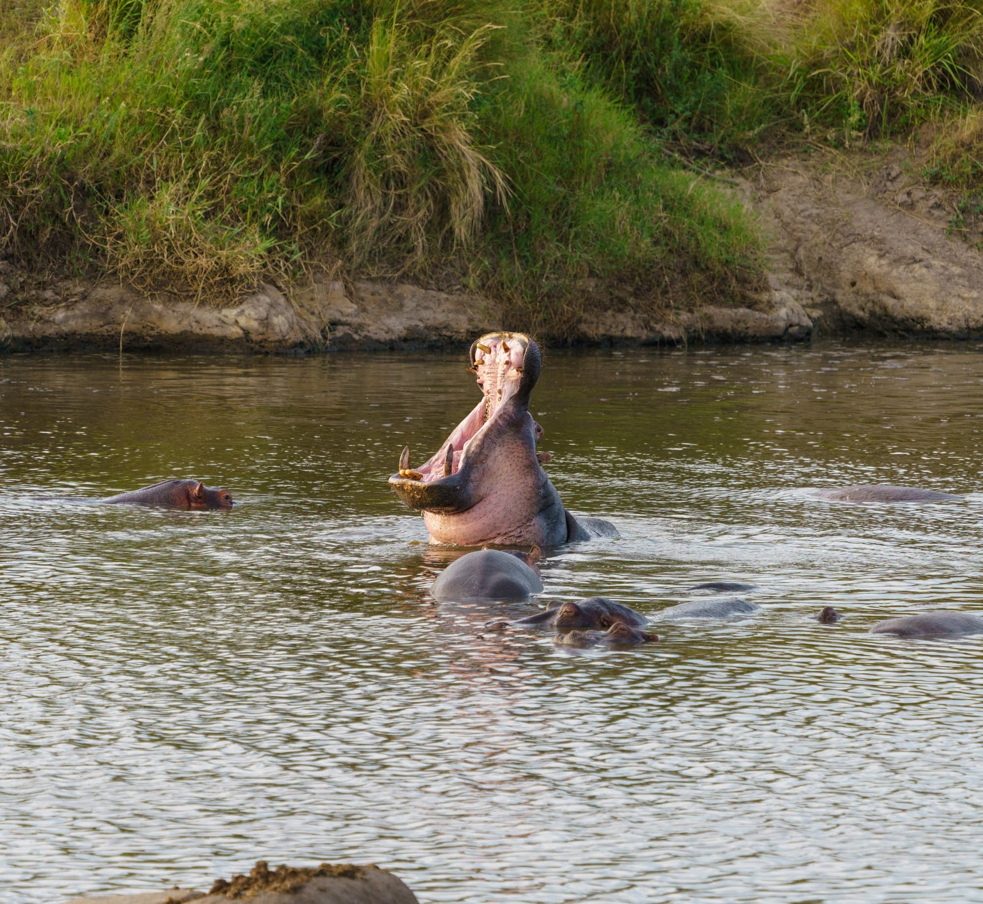 Northern Serengeti photo 61