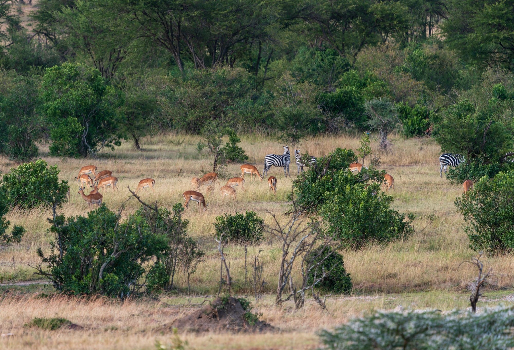 Northern Serengeti photo 63