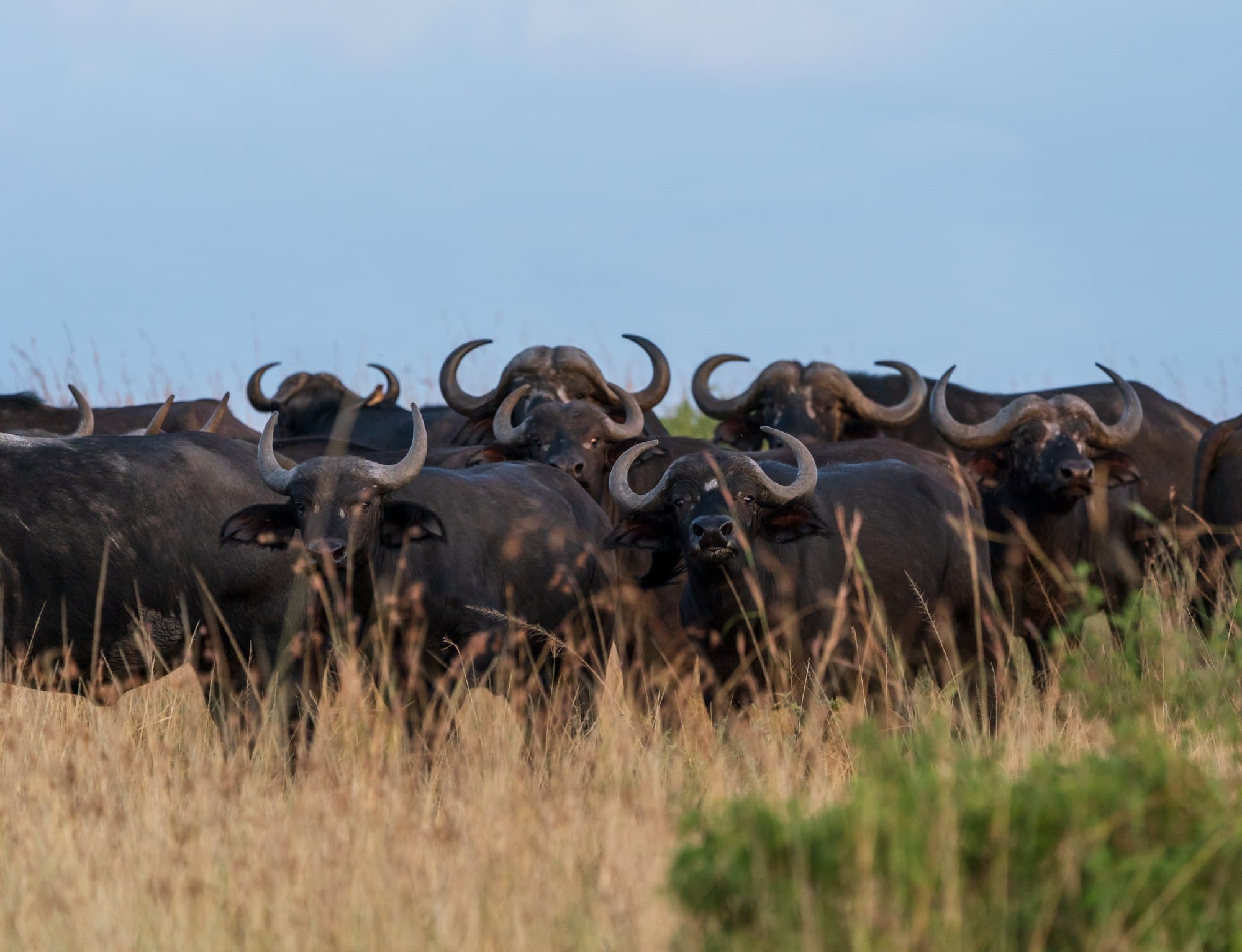 Northern Serengeti photo 65