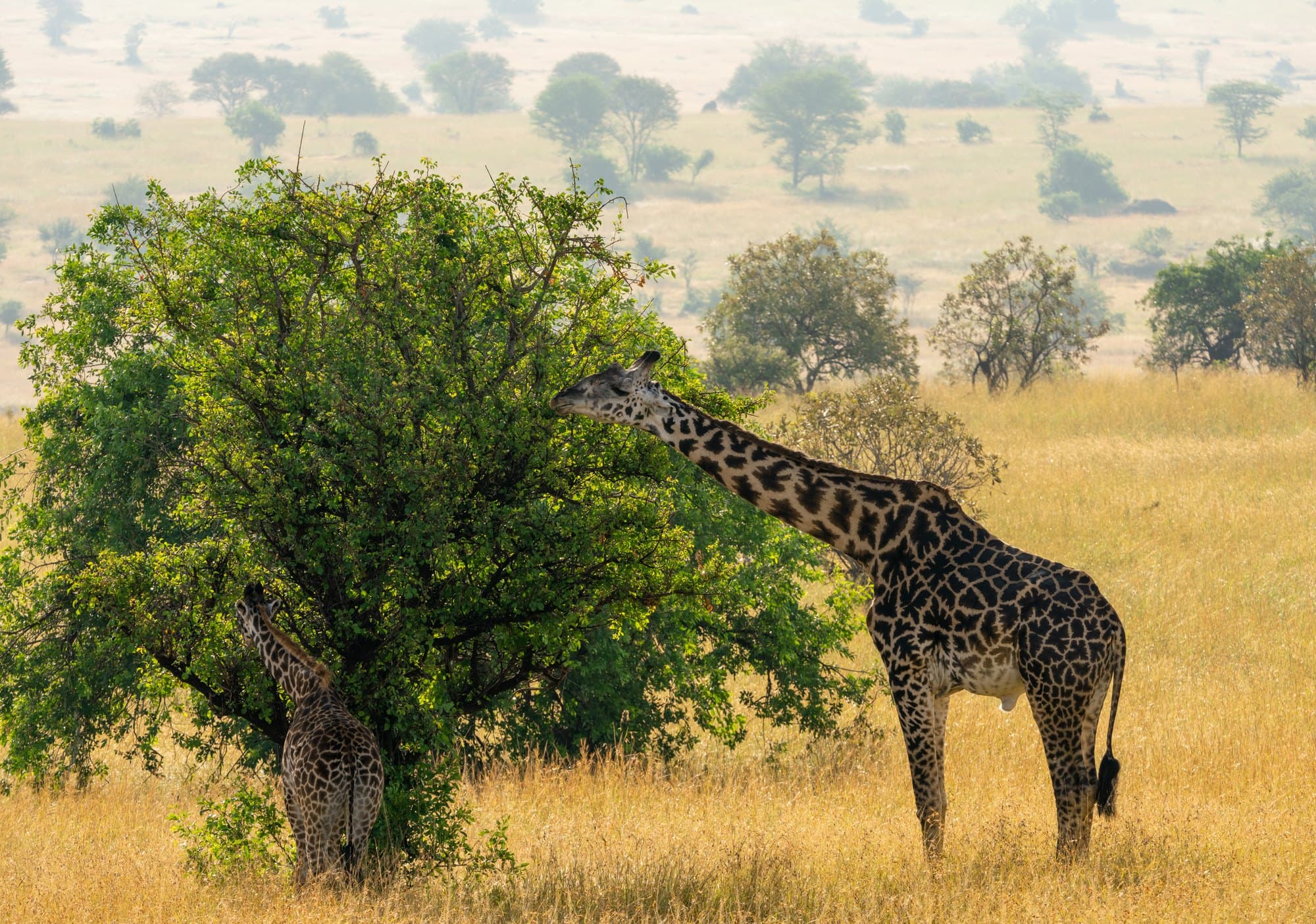 Northern Serengeti photo 41