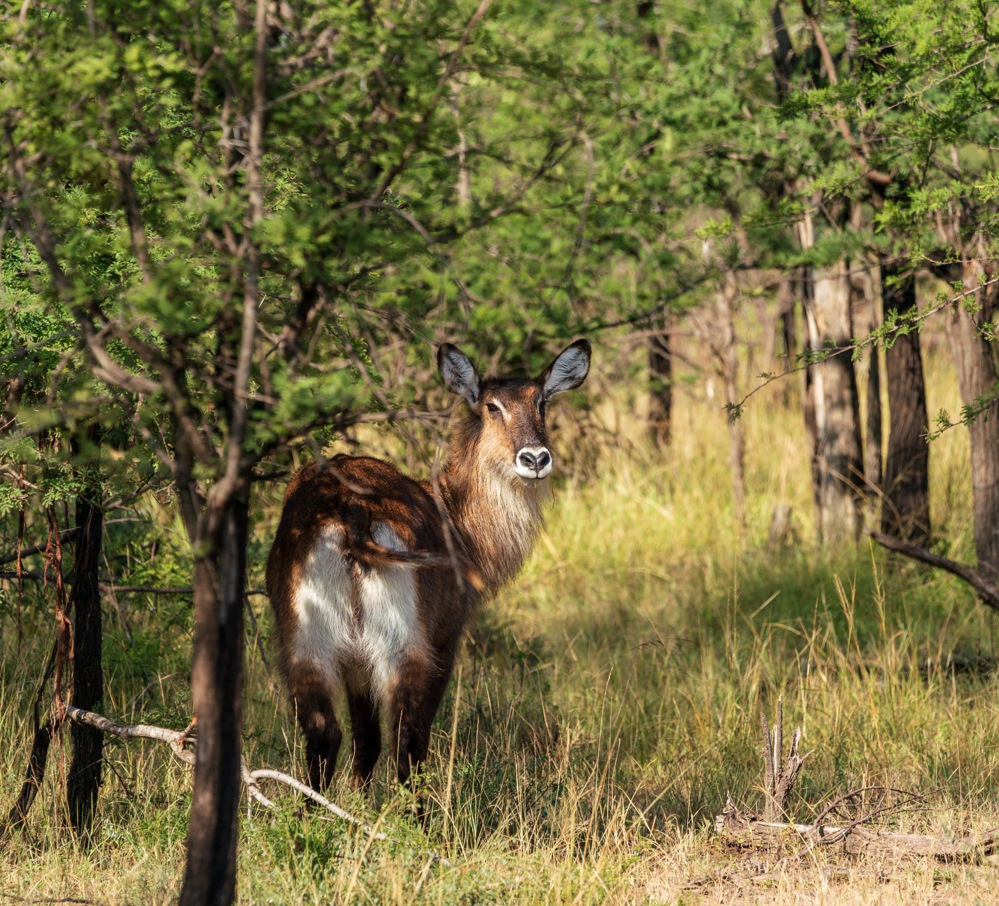 Northern Serengeti photo 40