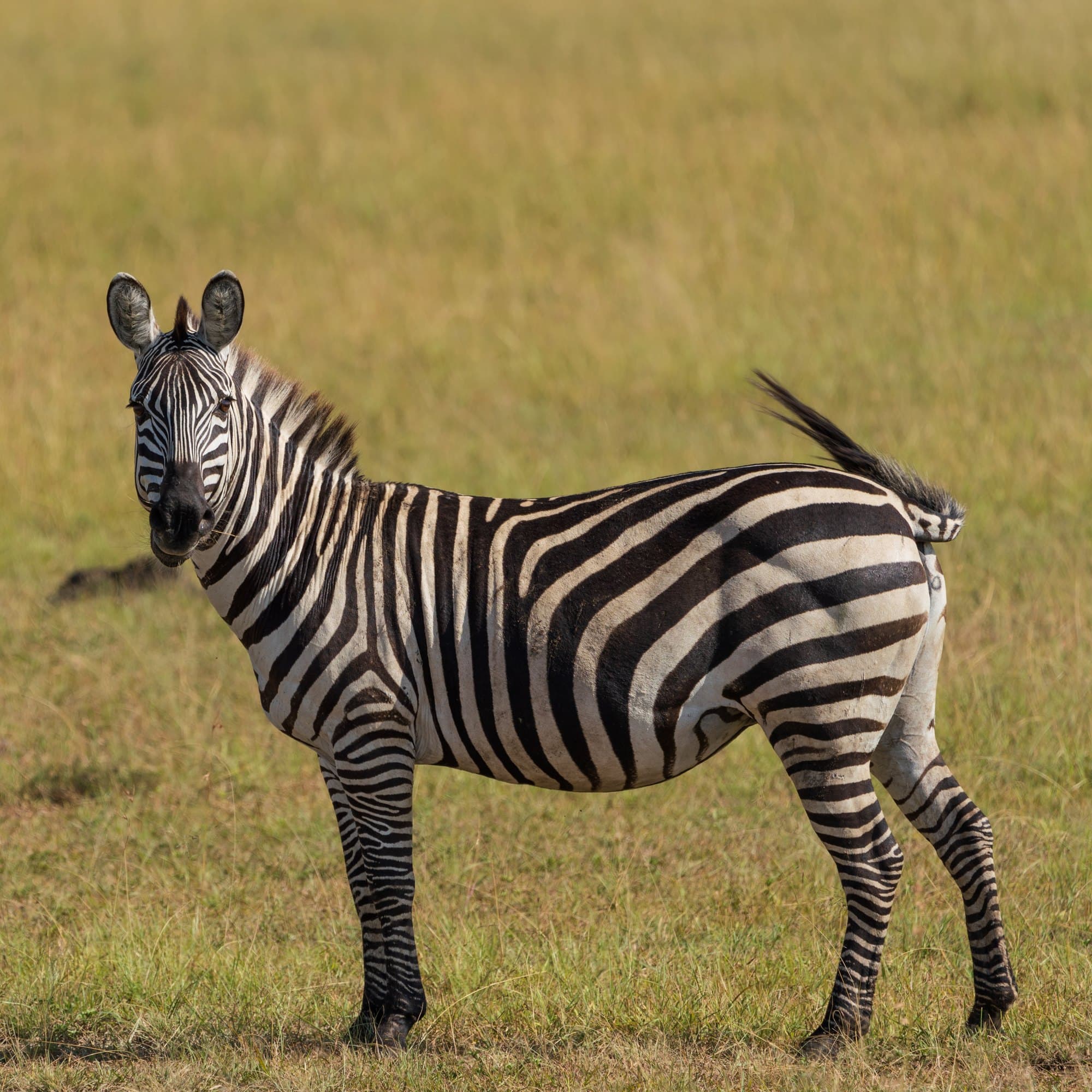Northern Serengeti photo 43