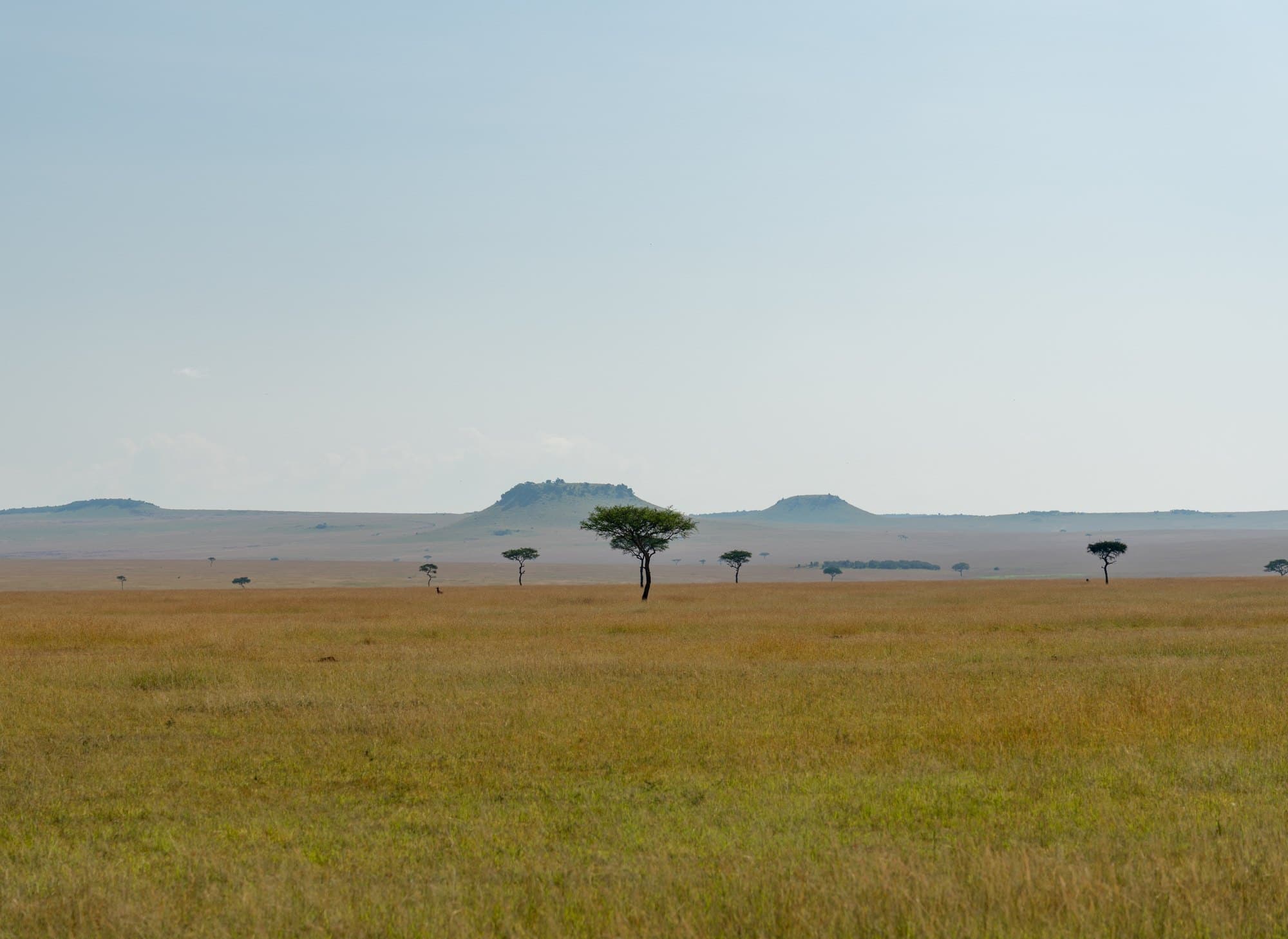 Northern Serengeti photo 29
