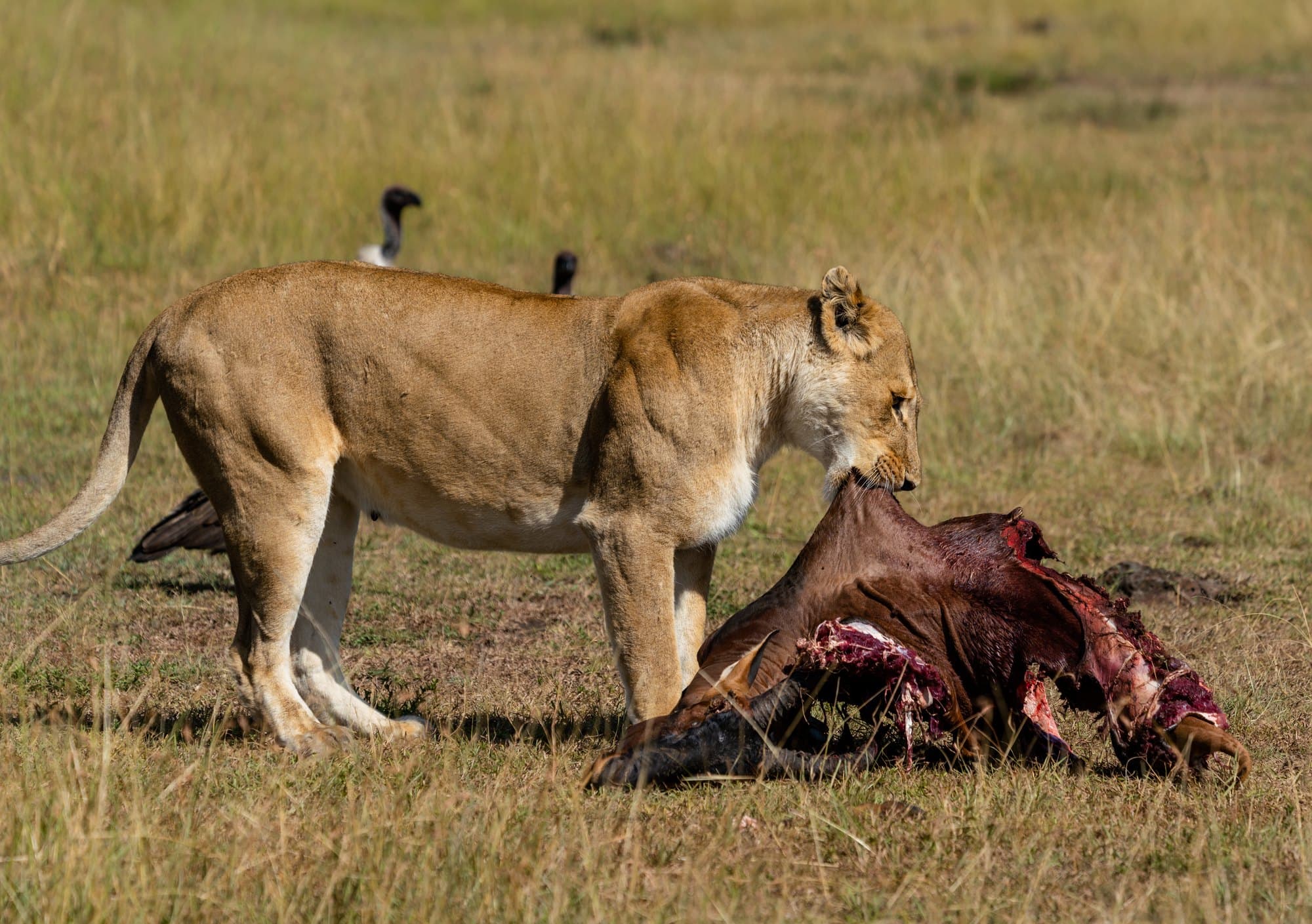 Northern Serengeti photo 30