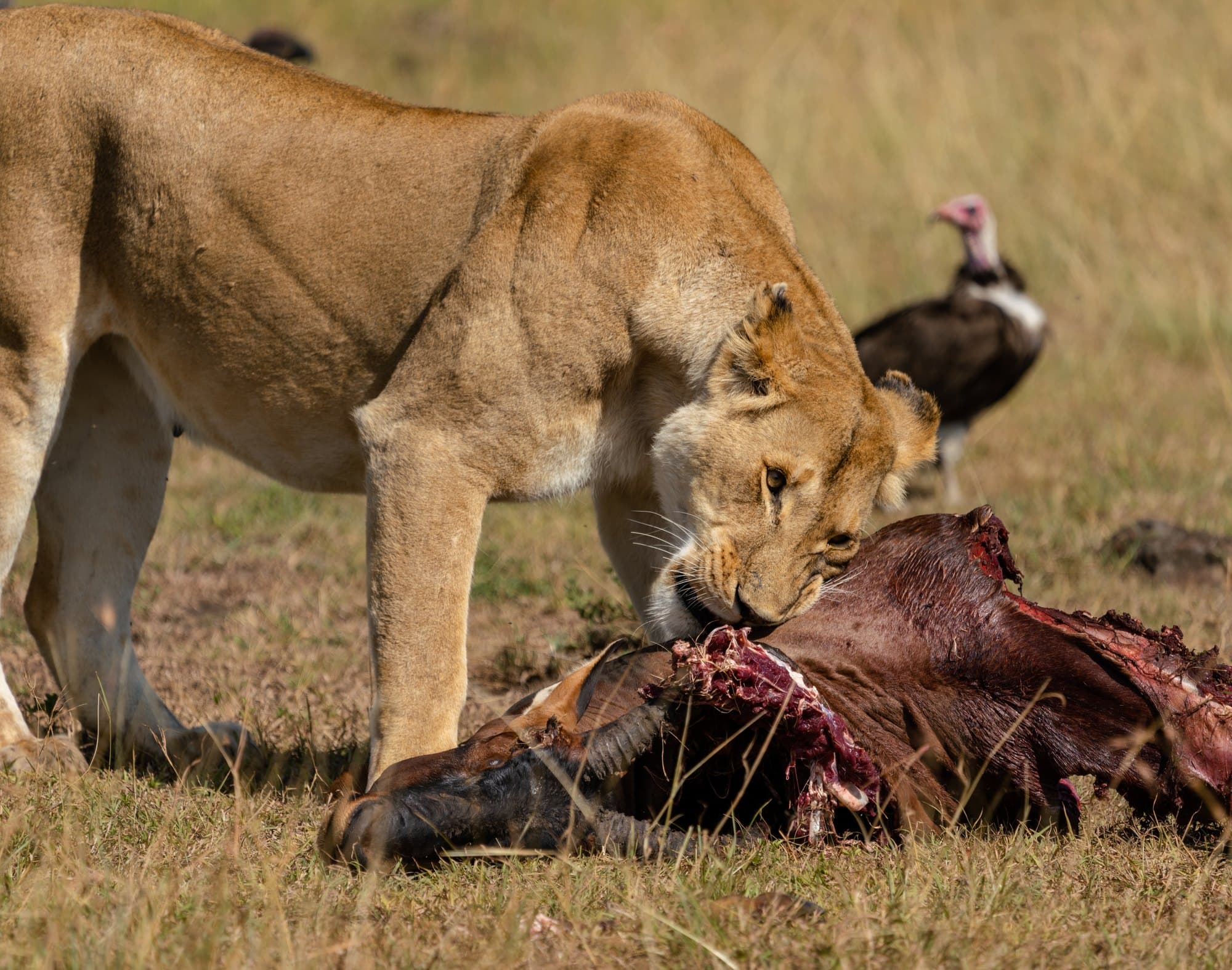 Northern Serengeti photo 33