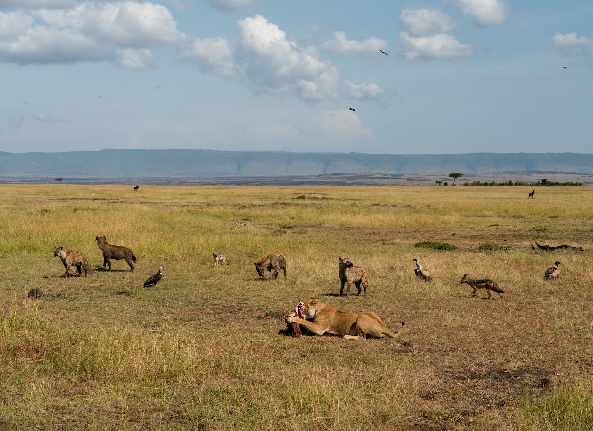 Northern Serengeti photo 32
