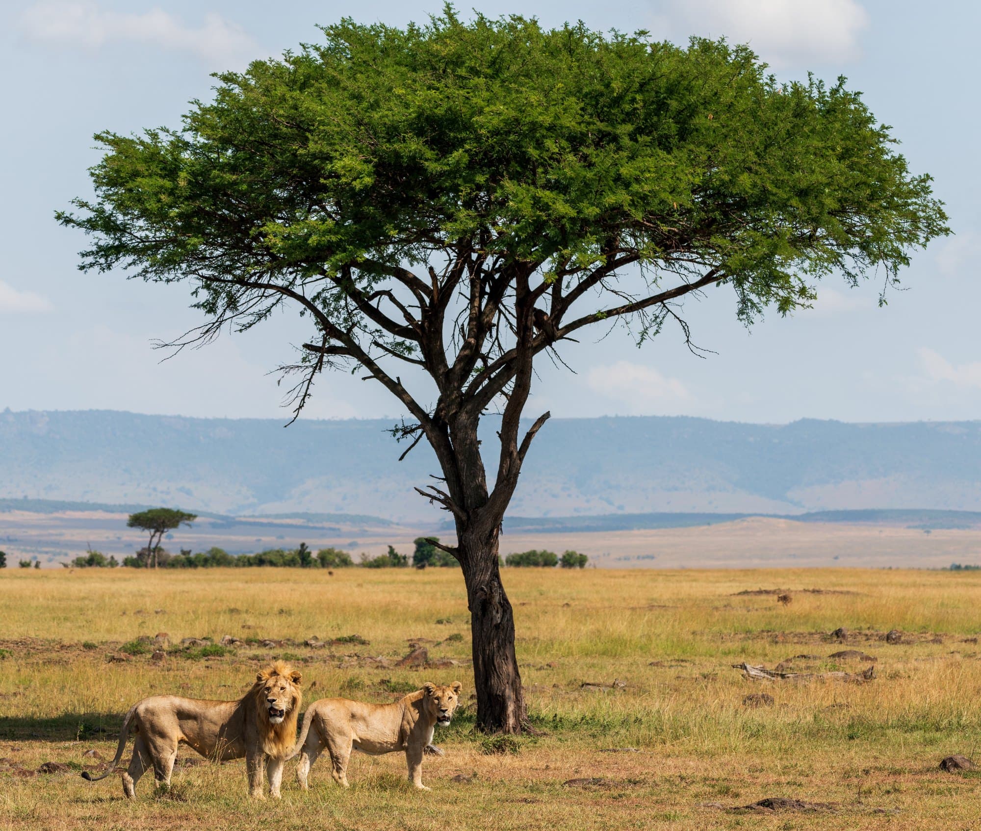 Northern Serengeti photo 34