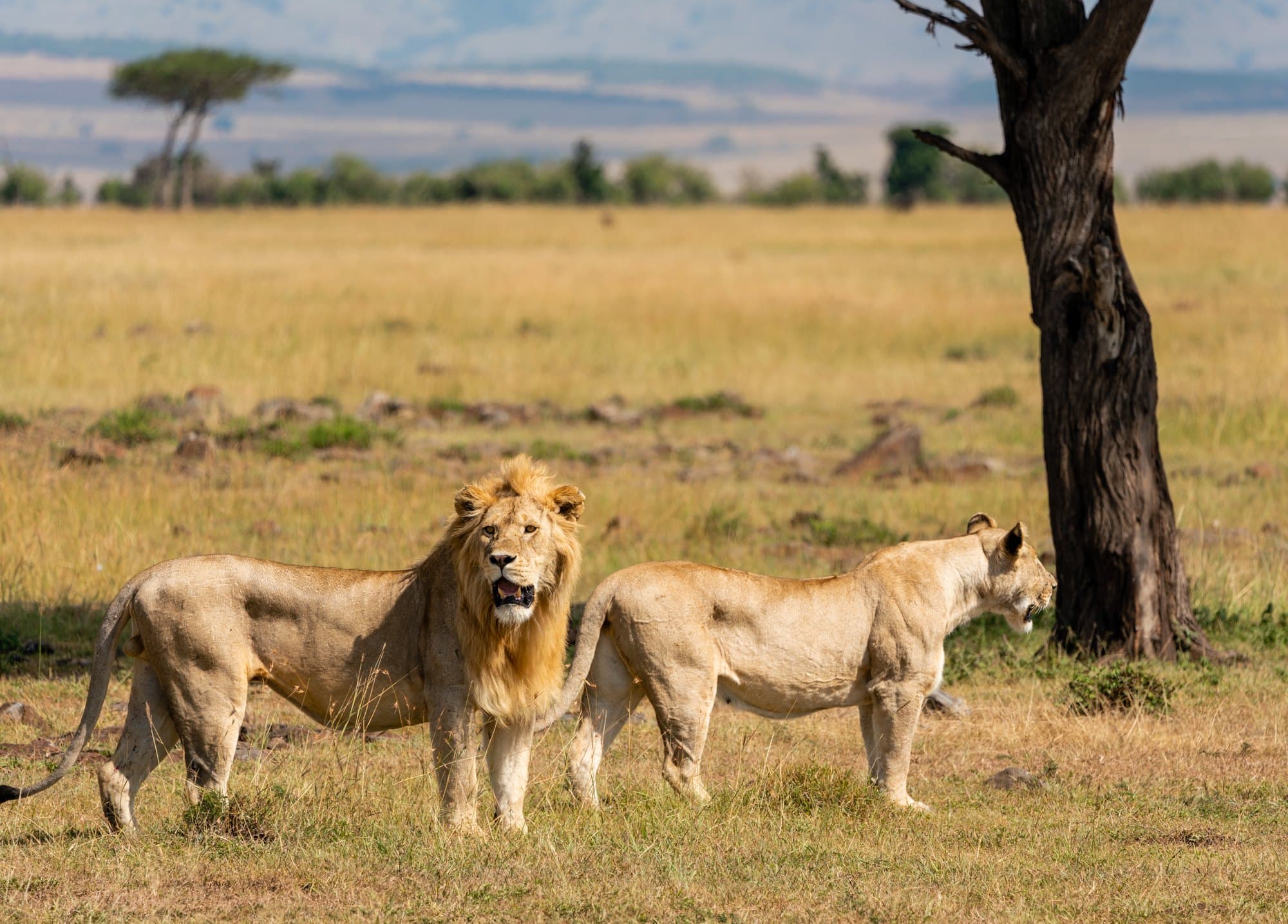 Northern Serengeti photo 35
