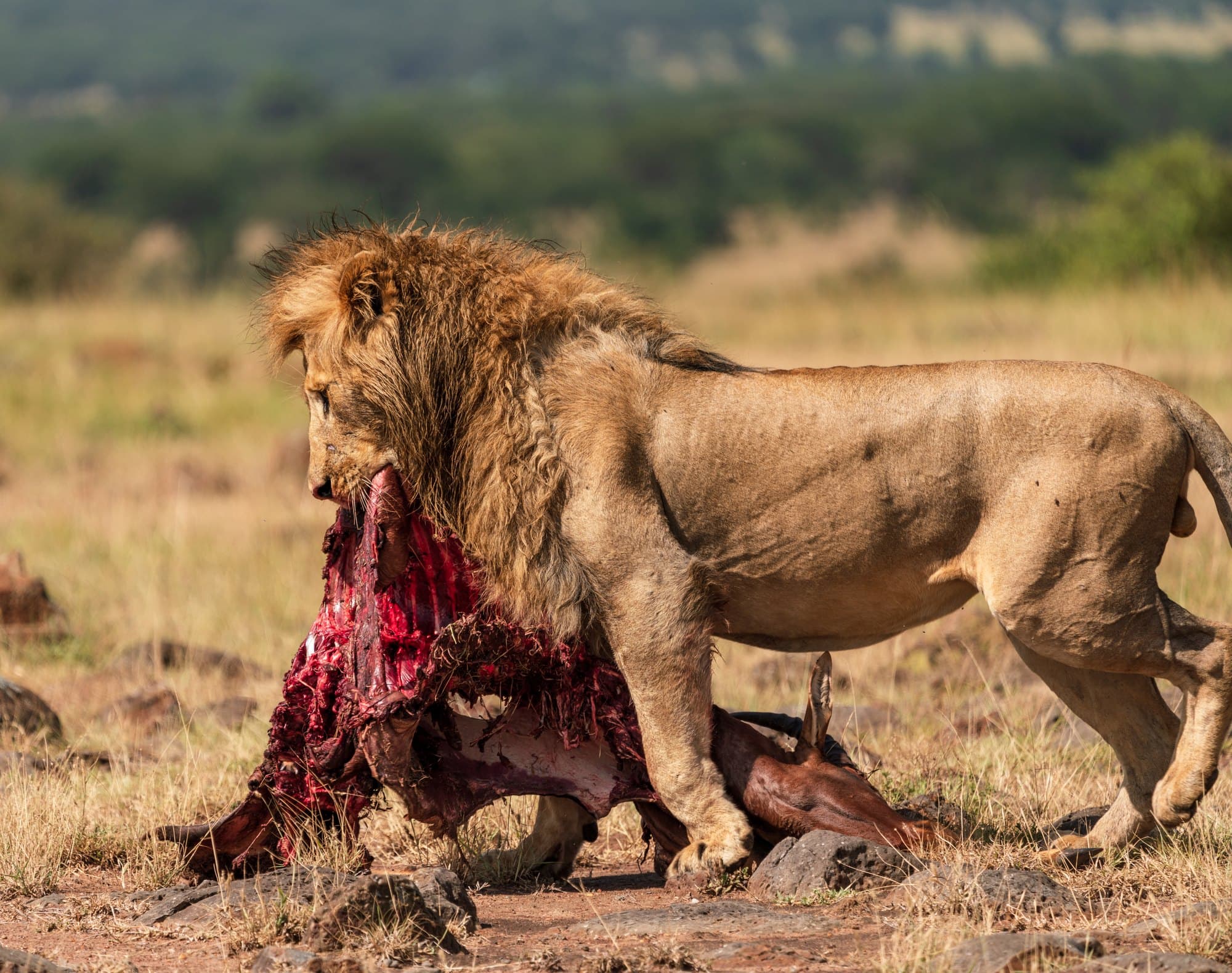 Northern Serengeti photo 26