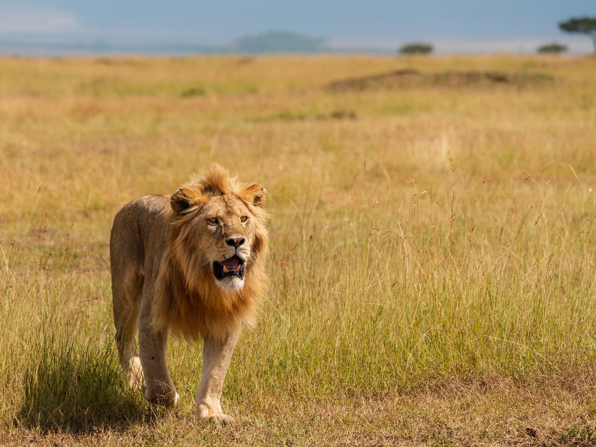 Northern Serengeti photo 27