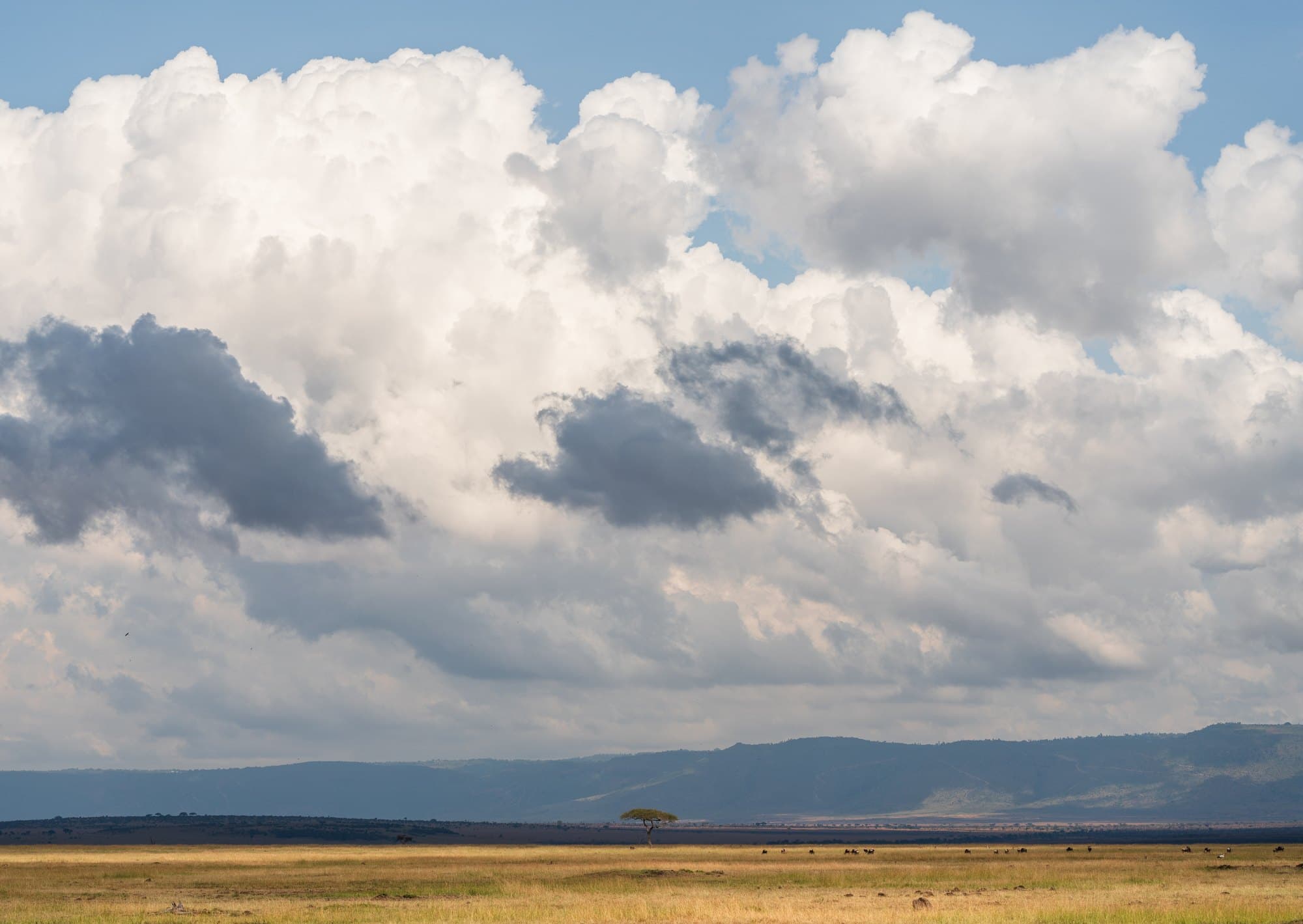 Northern Serengeti photo 28
