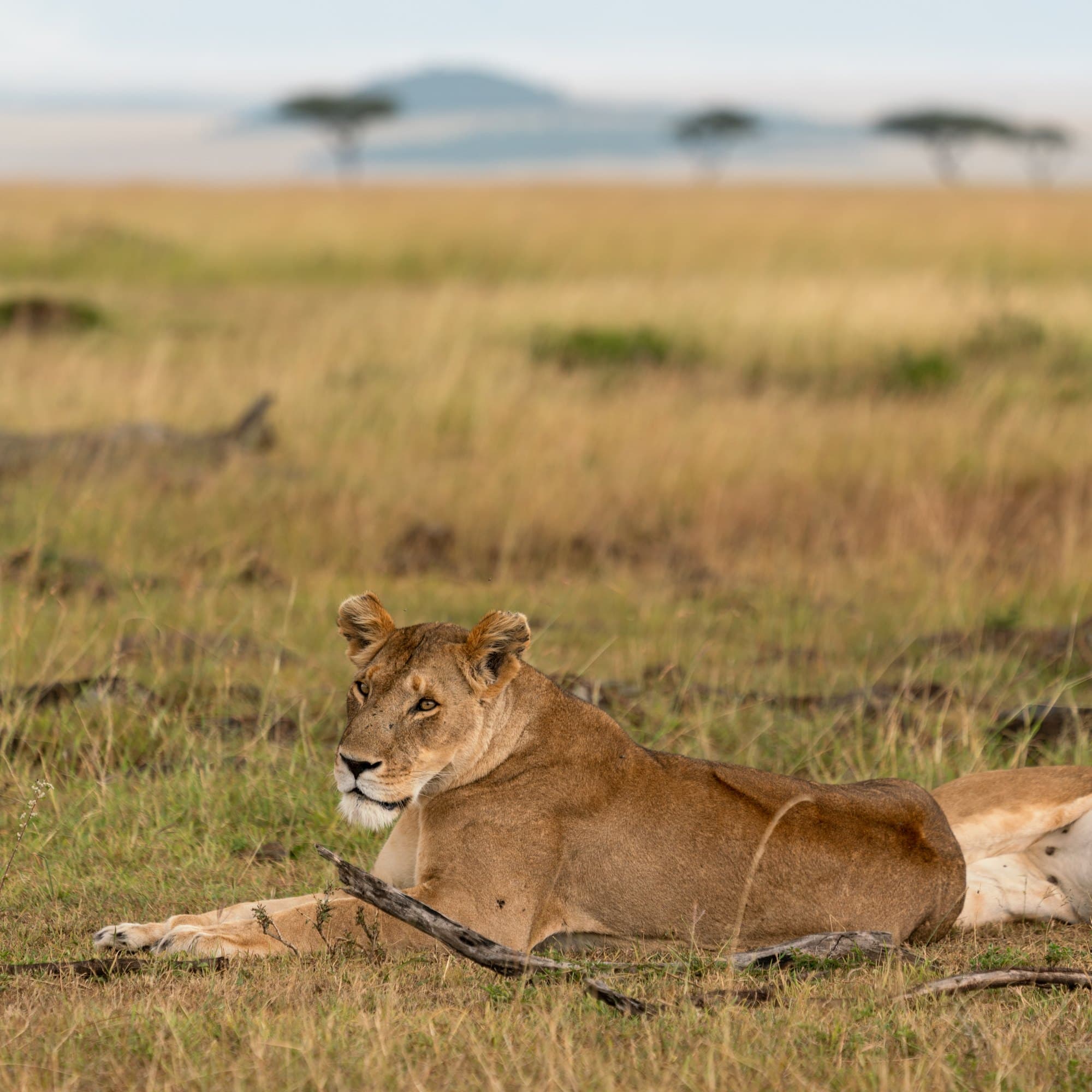 Northern Serengeti photo 101