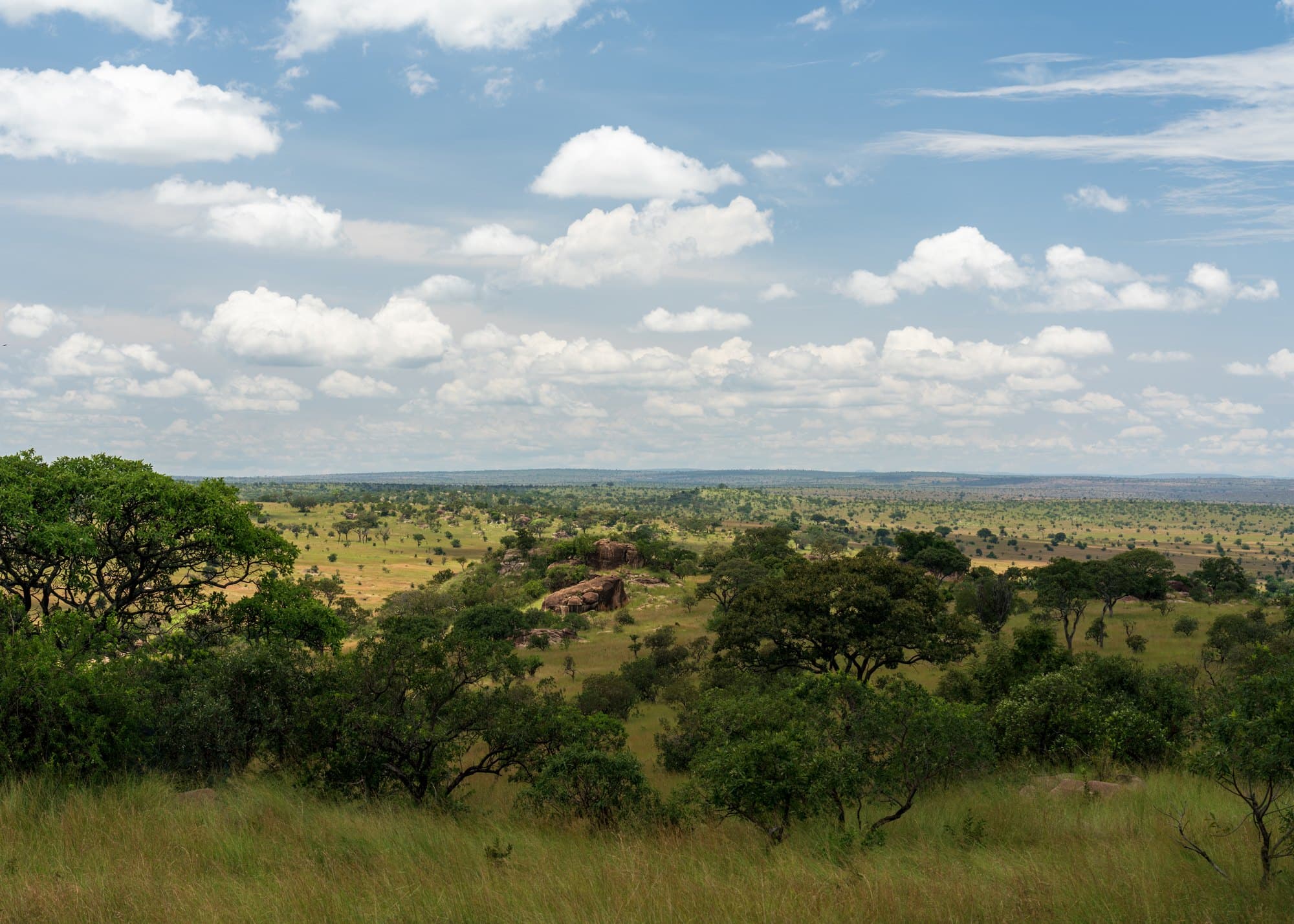 Northern Serengeti photo 85