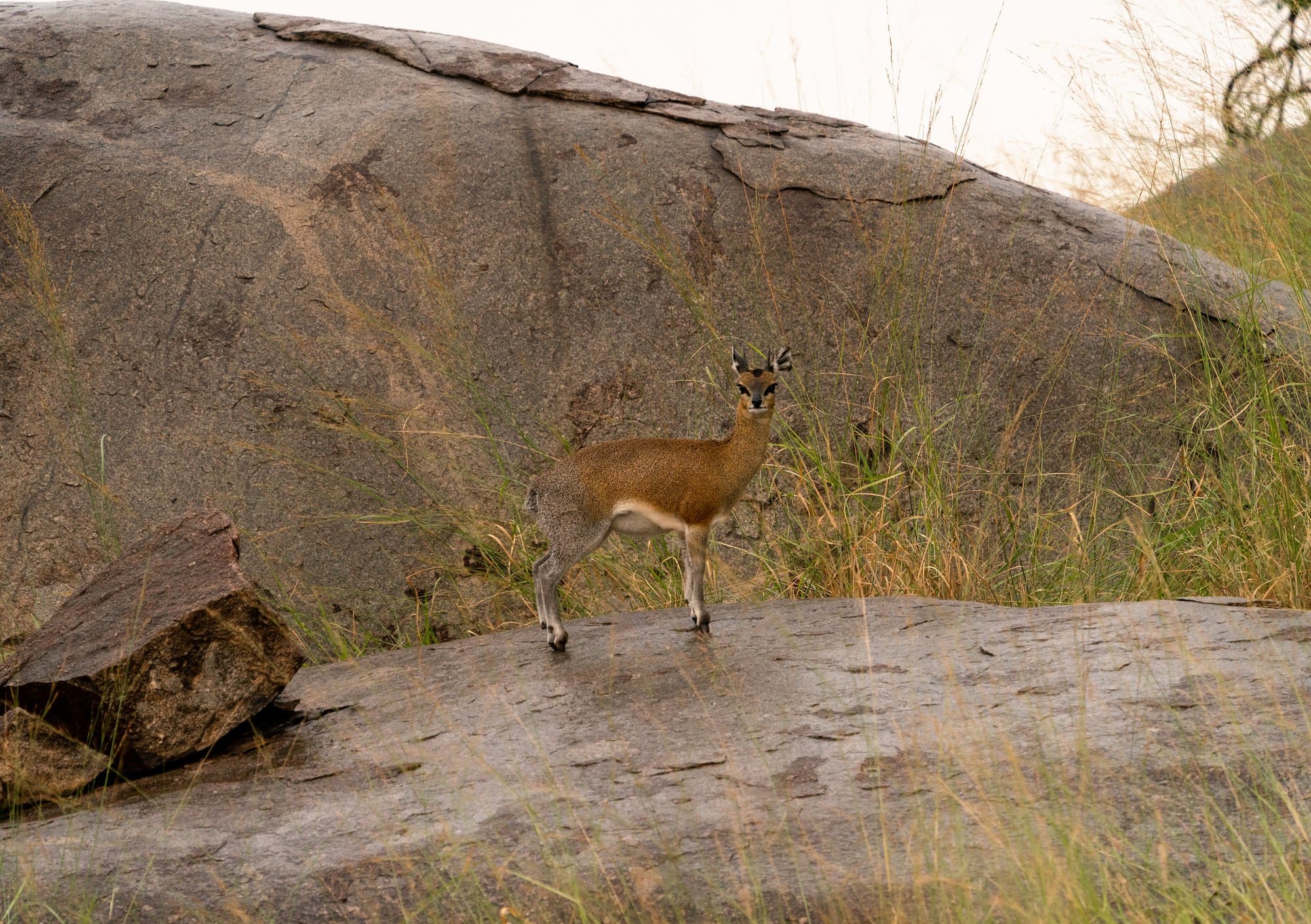Northern Serengeti photo 21