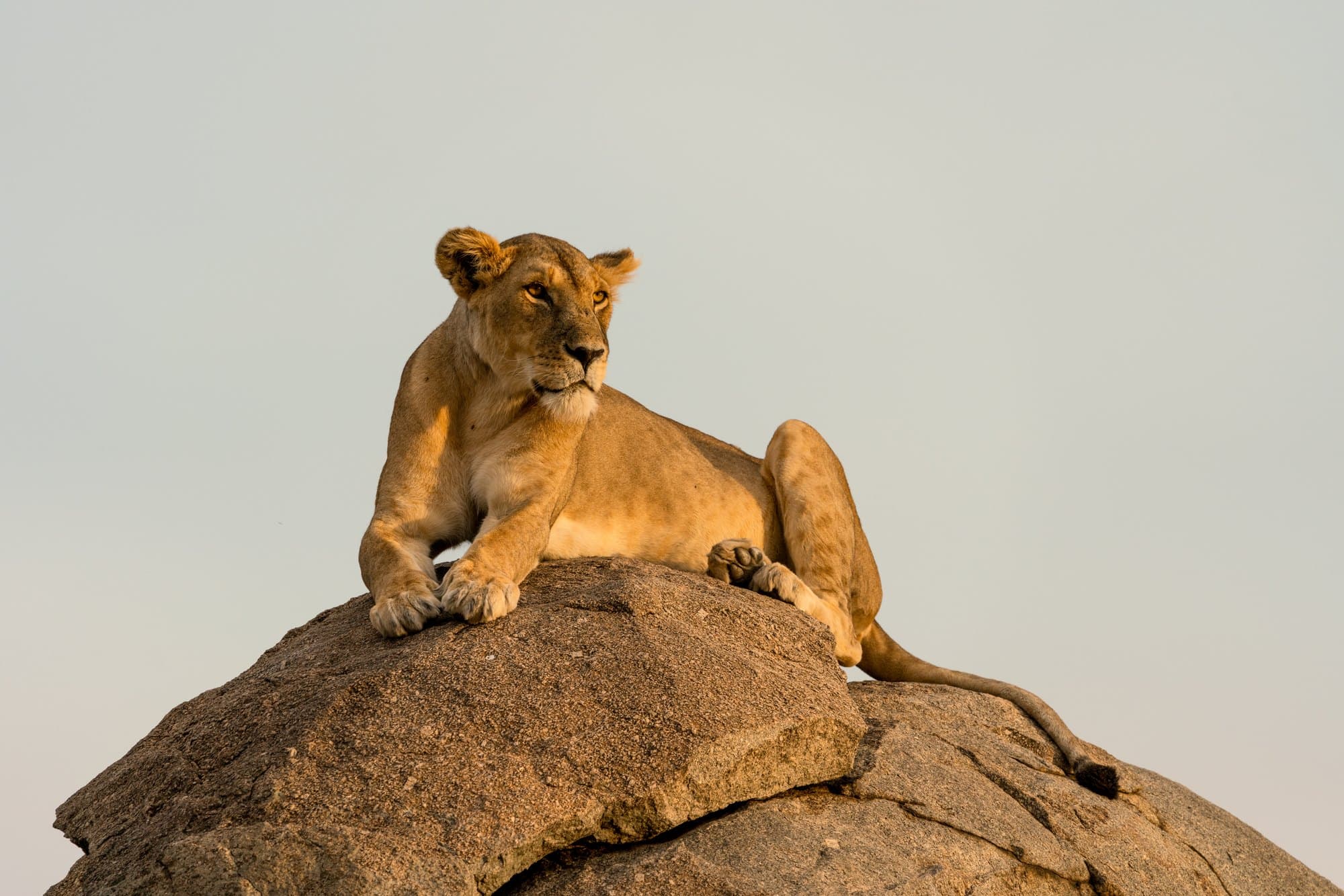 Northern Serengeti photo 11