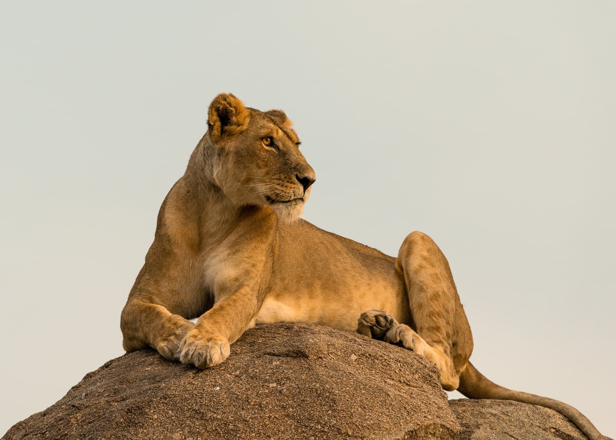Northern Serengeti photo 13