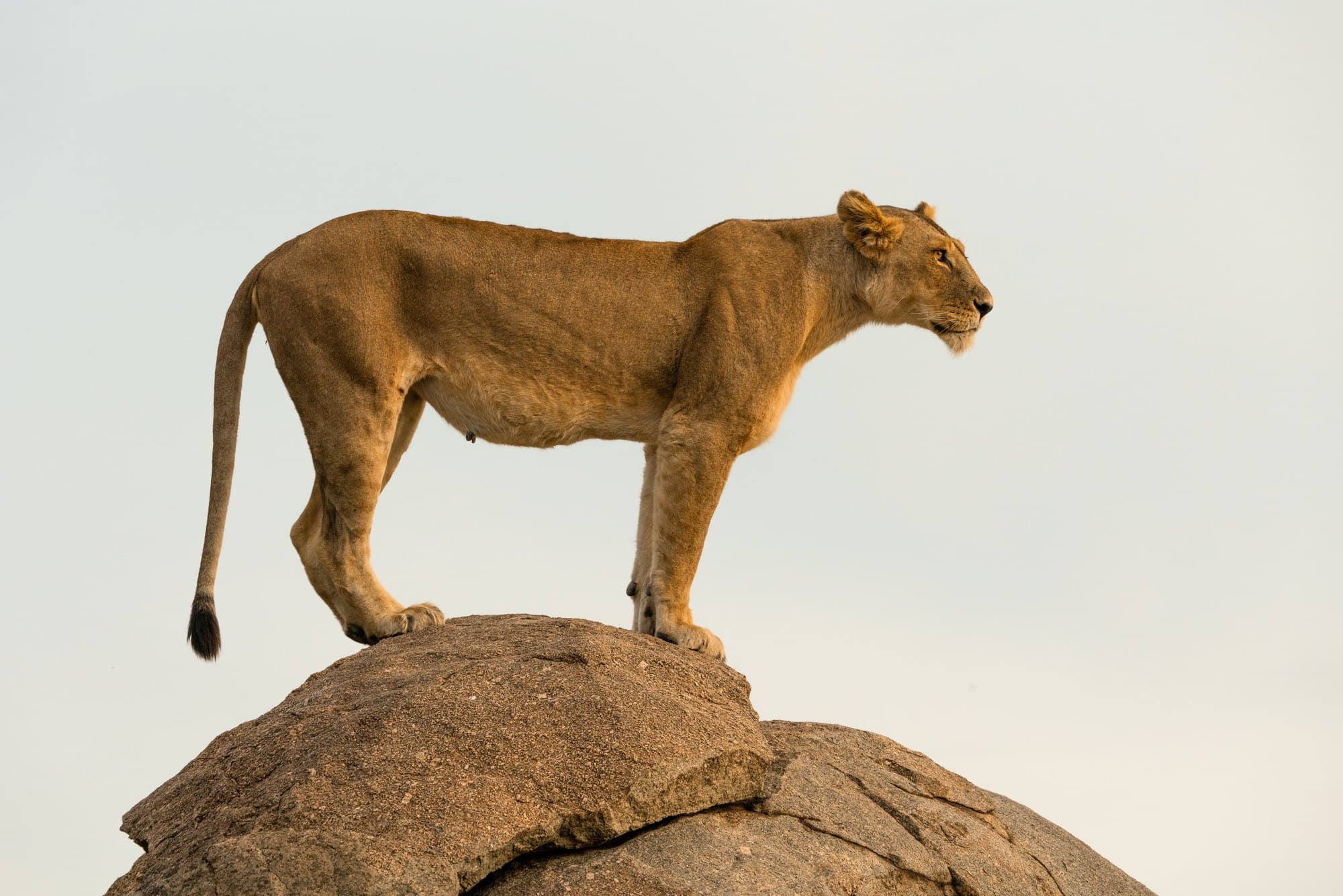 Northern Serengeti photo 12