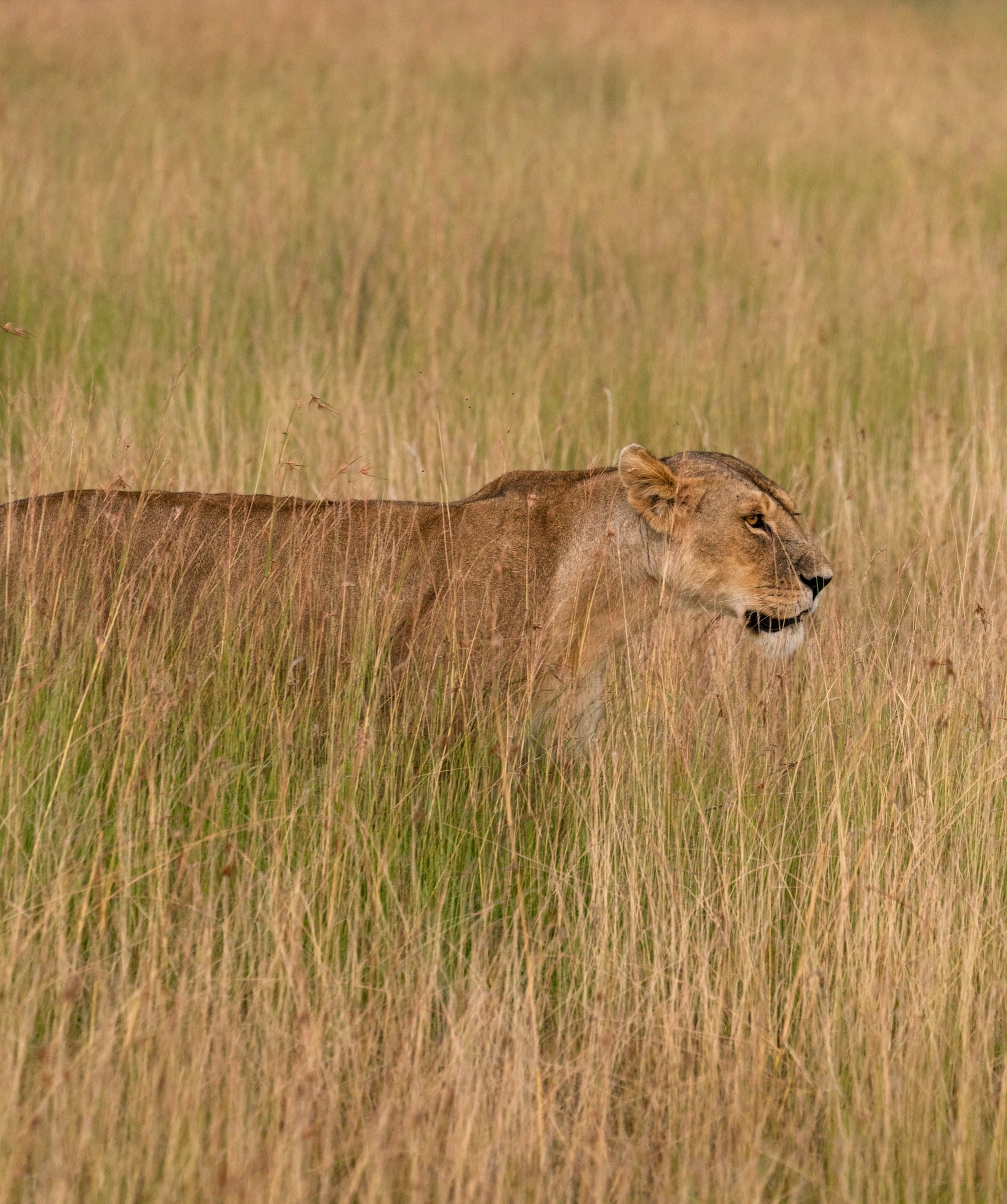 Northern Serengeti photo 14