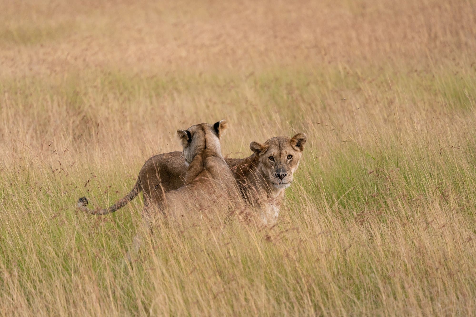 Northern Serengeti photo 16