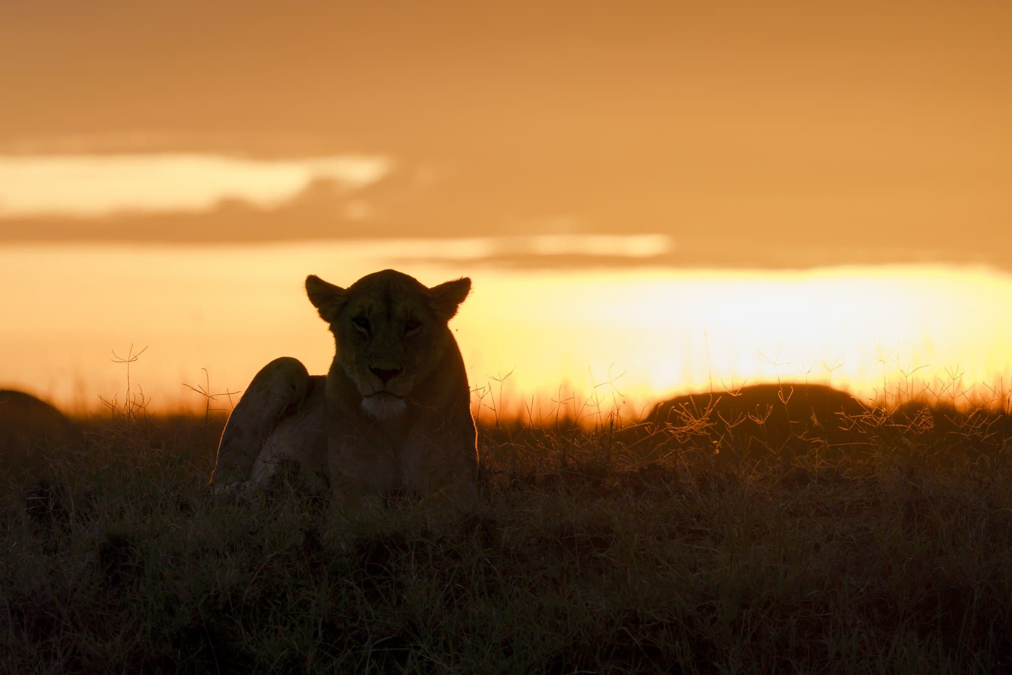Northern Serengeti photo 17