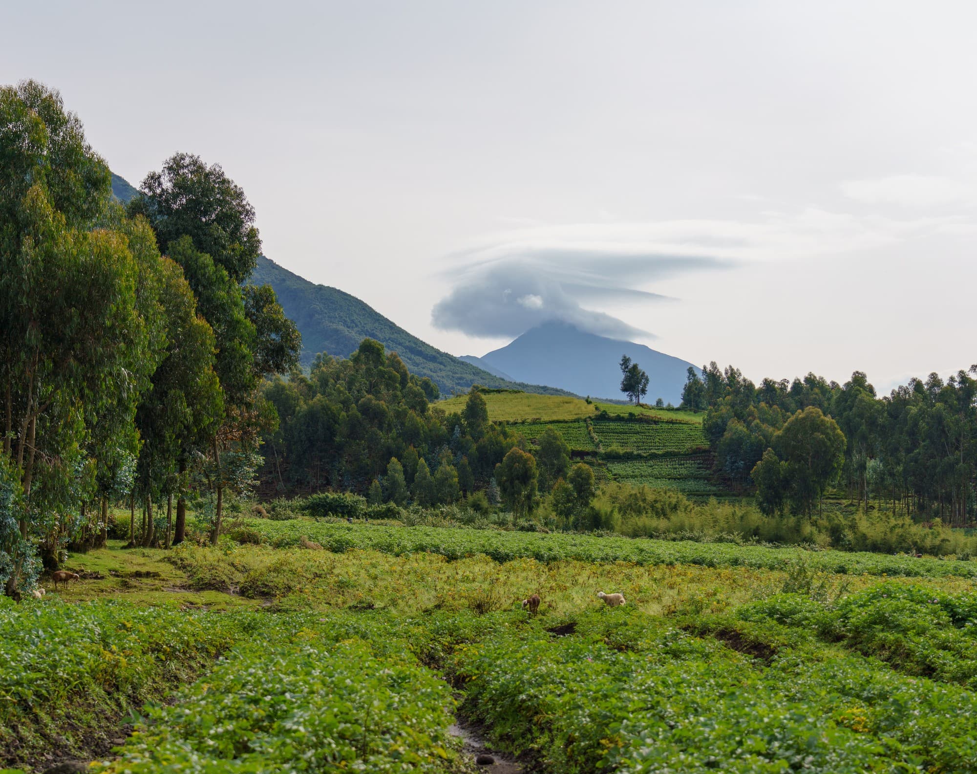 Rwanda photo 1