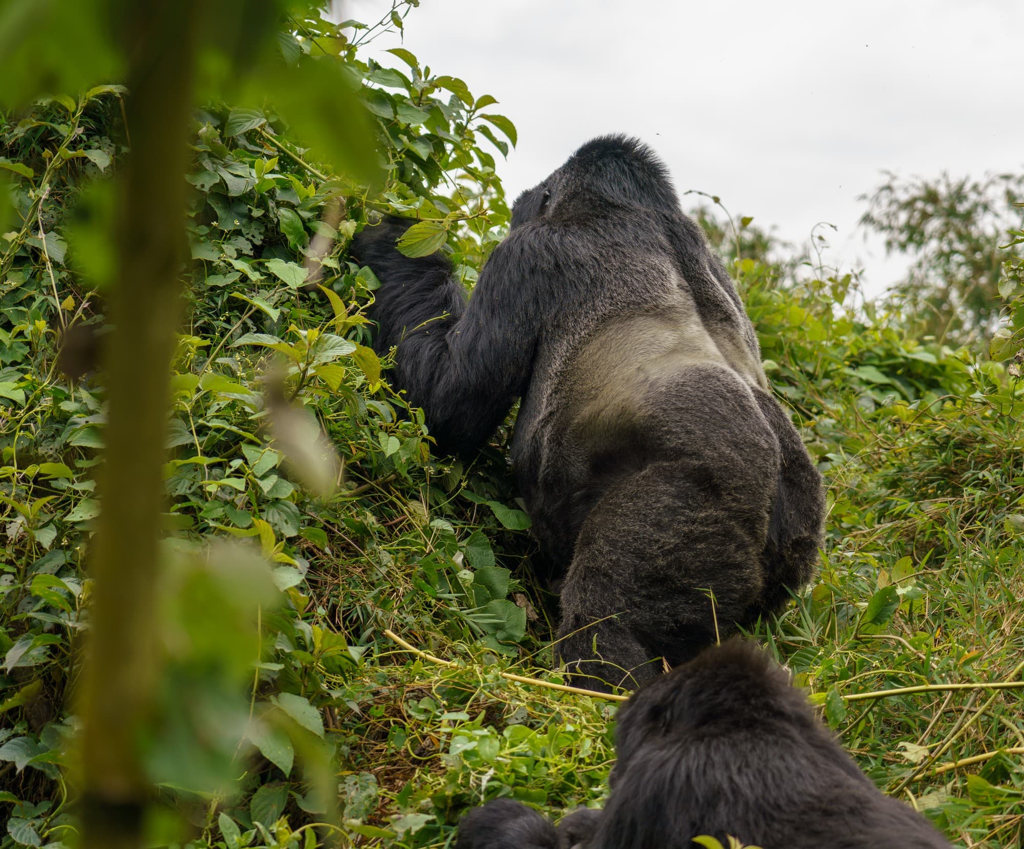 Rwanda photo 2