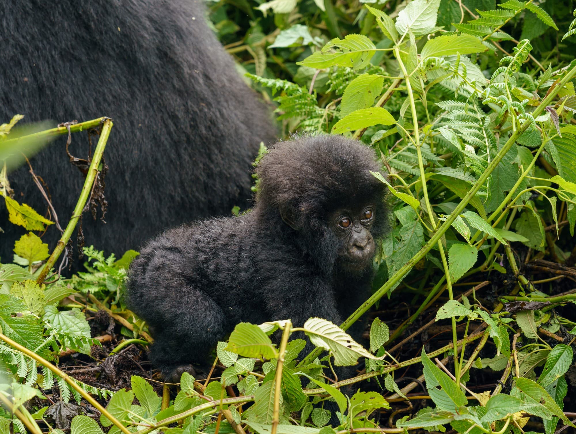 Rwanda photo 2