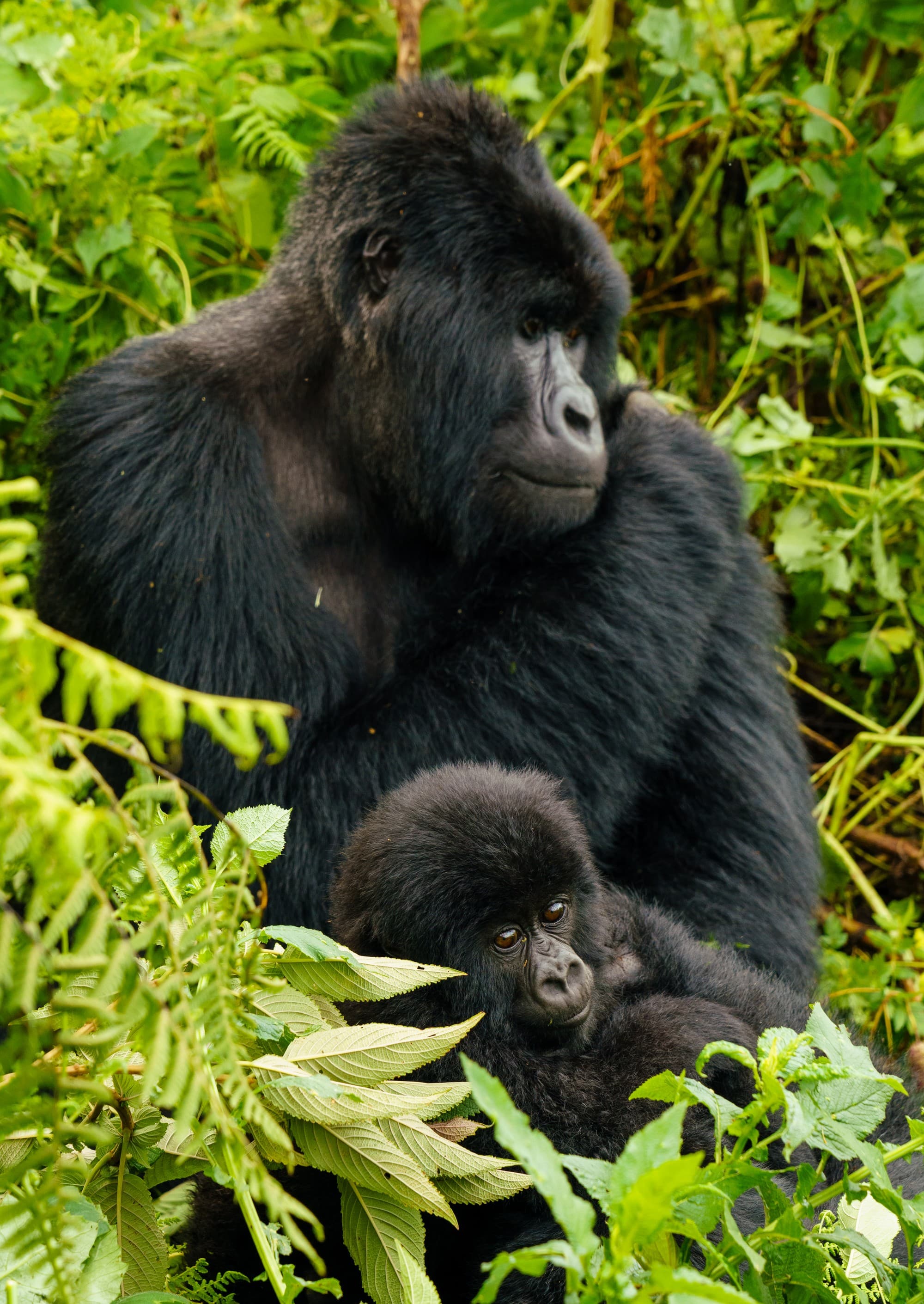 Rwanda photo 8