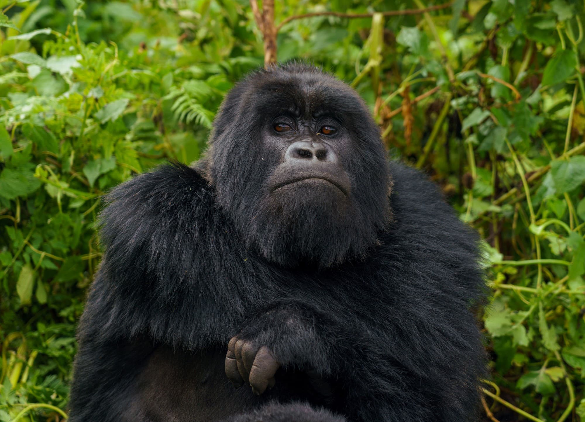 Rwanda landscape cover