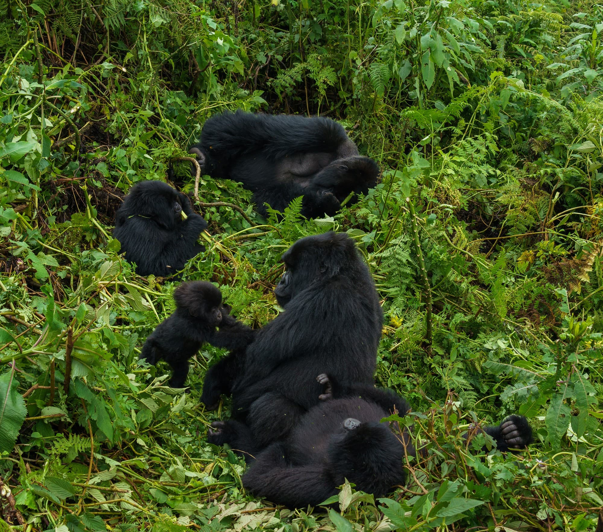 Rwanda photo 4