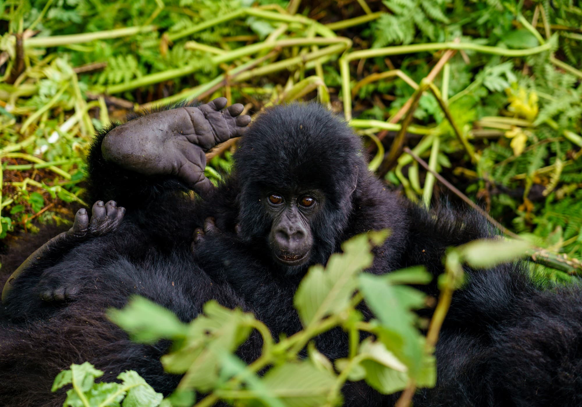 Rwanda photo 7