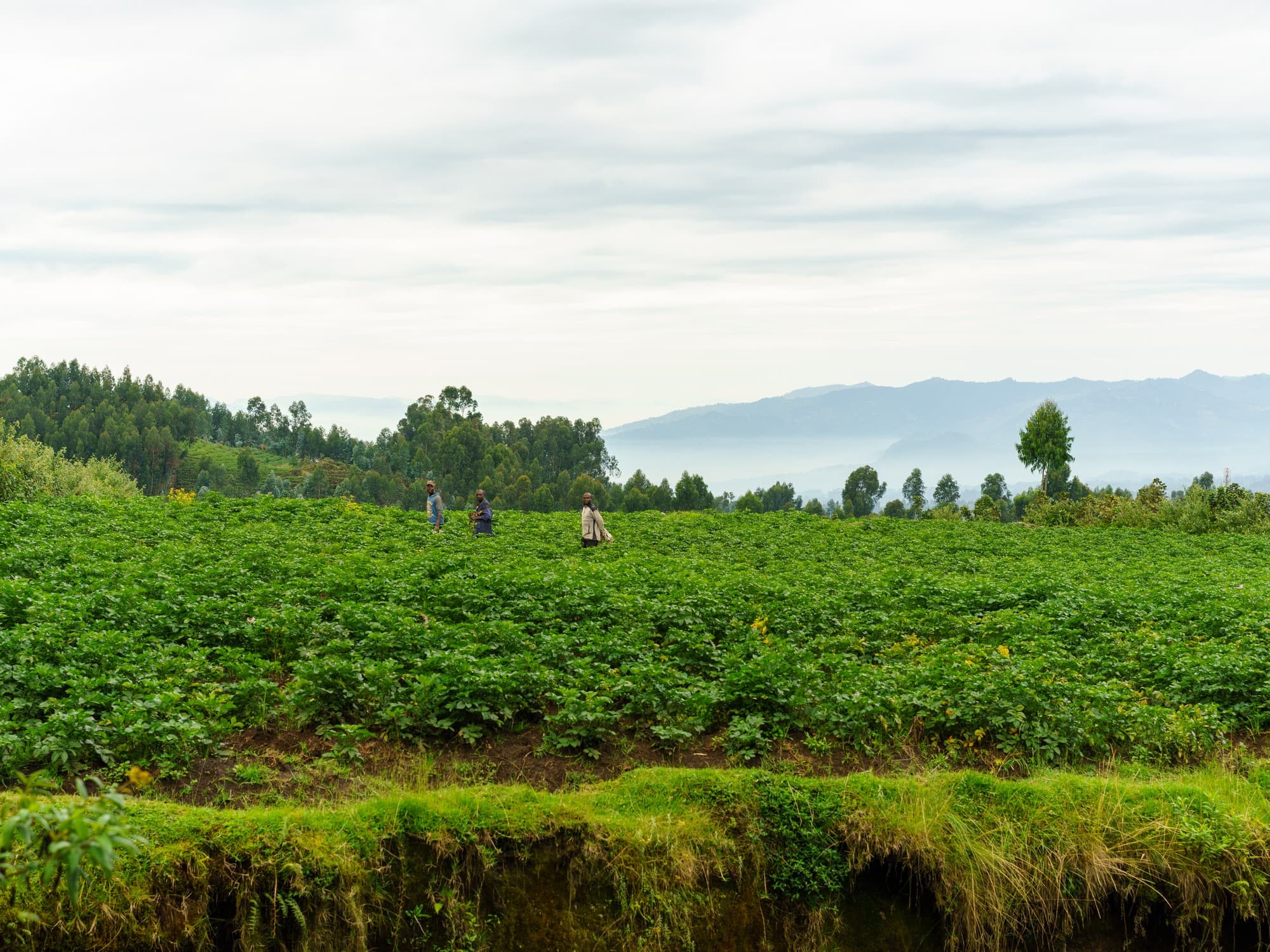 Rwanda photo 4