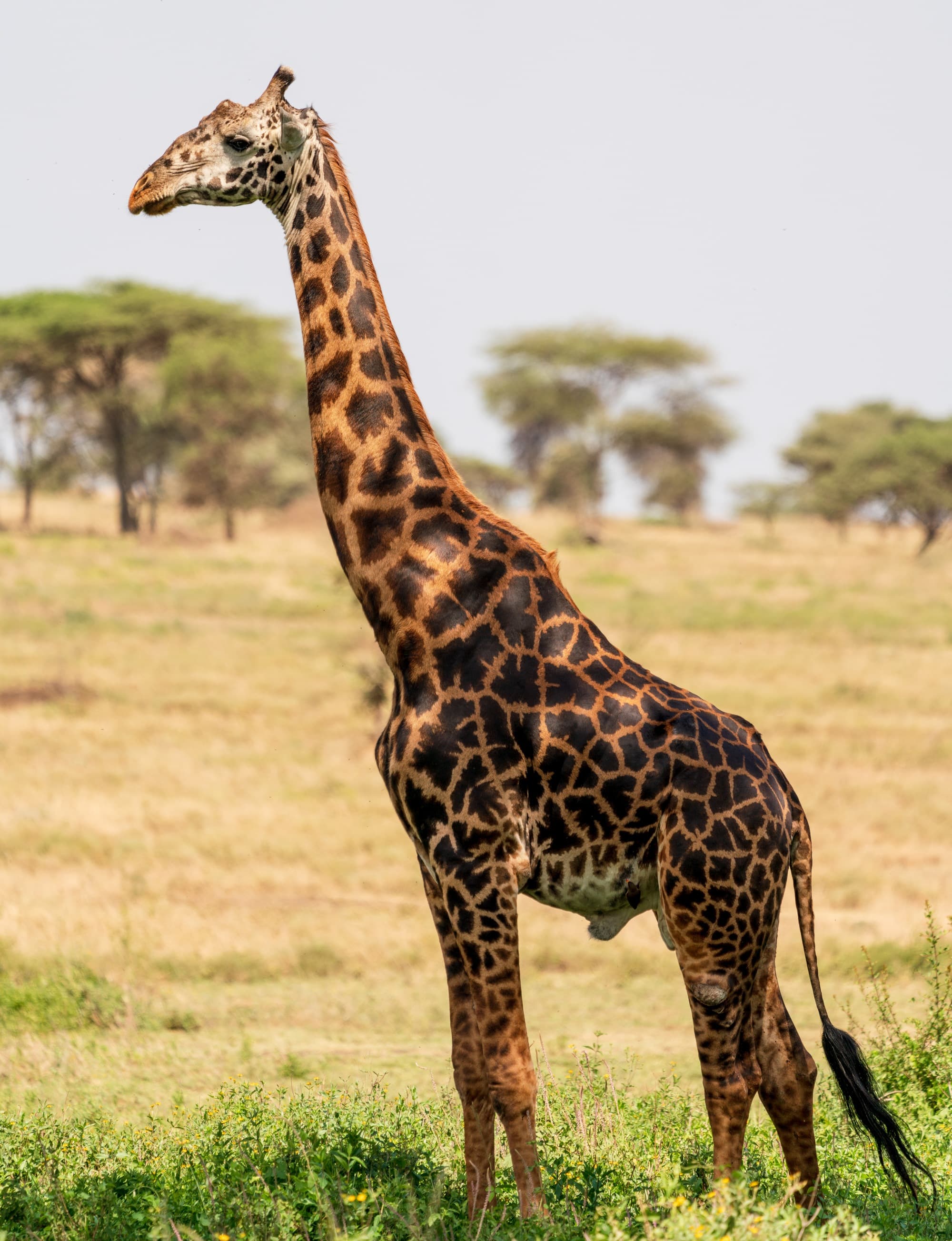 Southern Serengeti photo 113