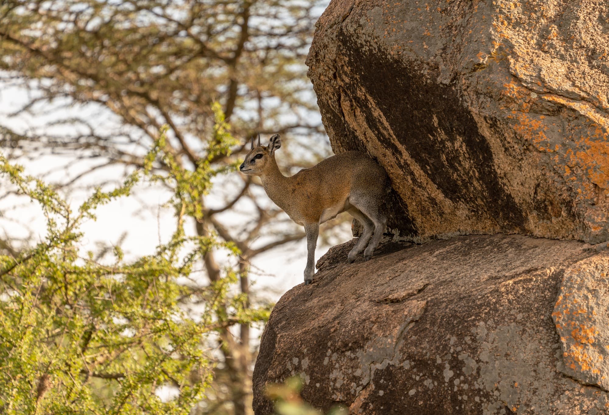 Dik-dik (small antelope)