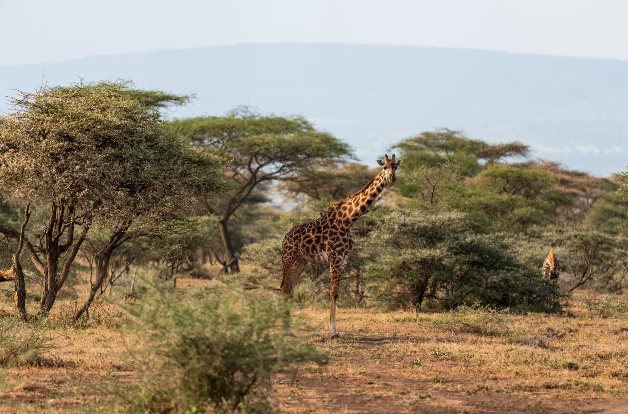 Southern Serengeti photo 103