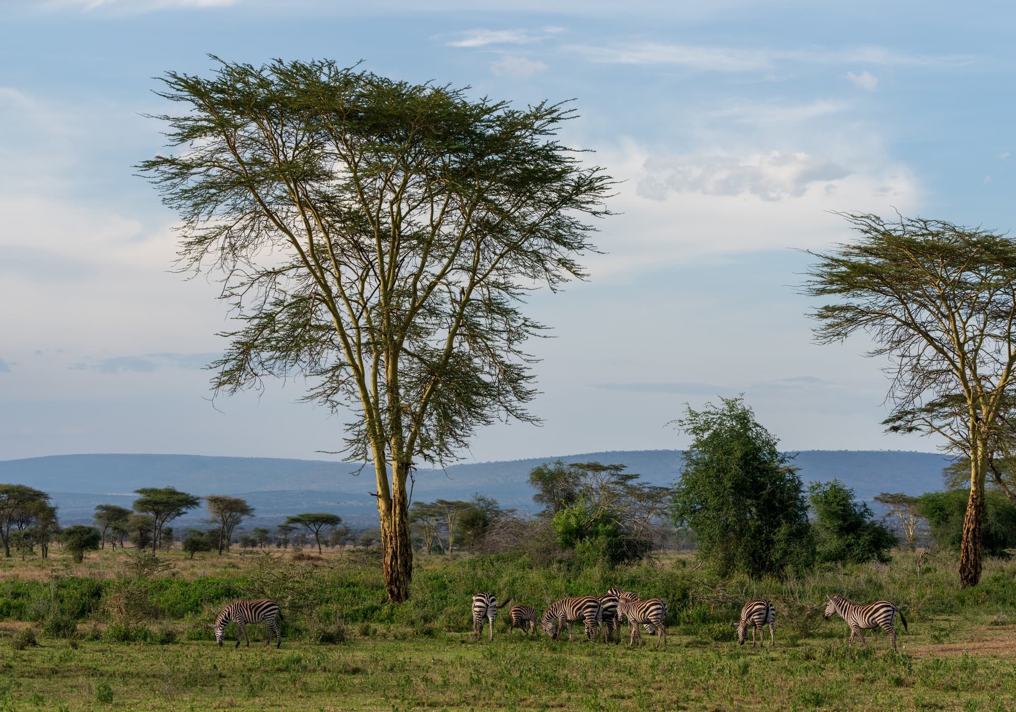 Southern Serengeti photo 98