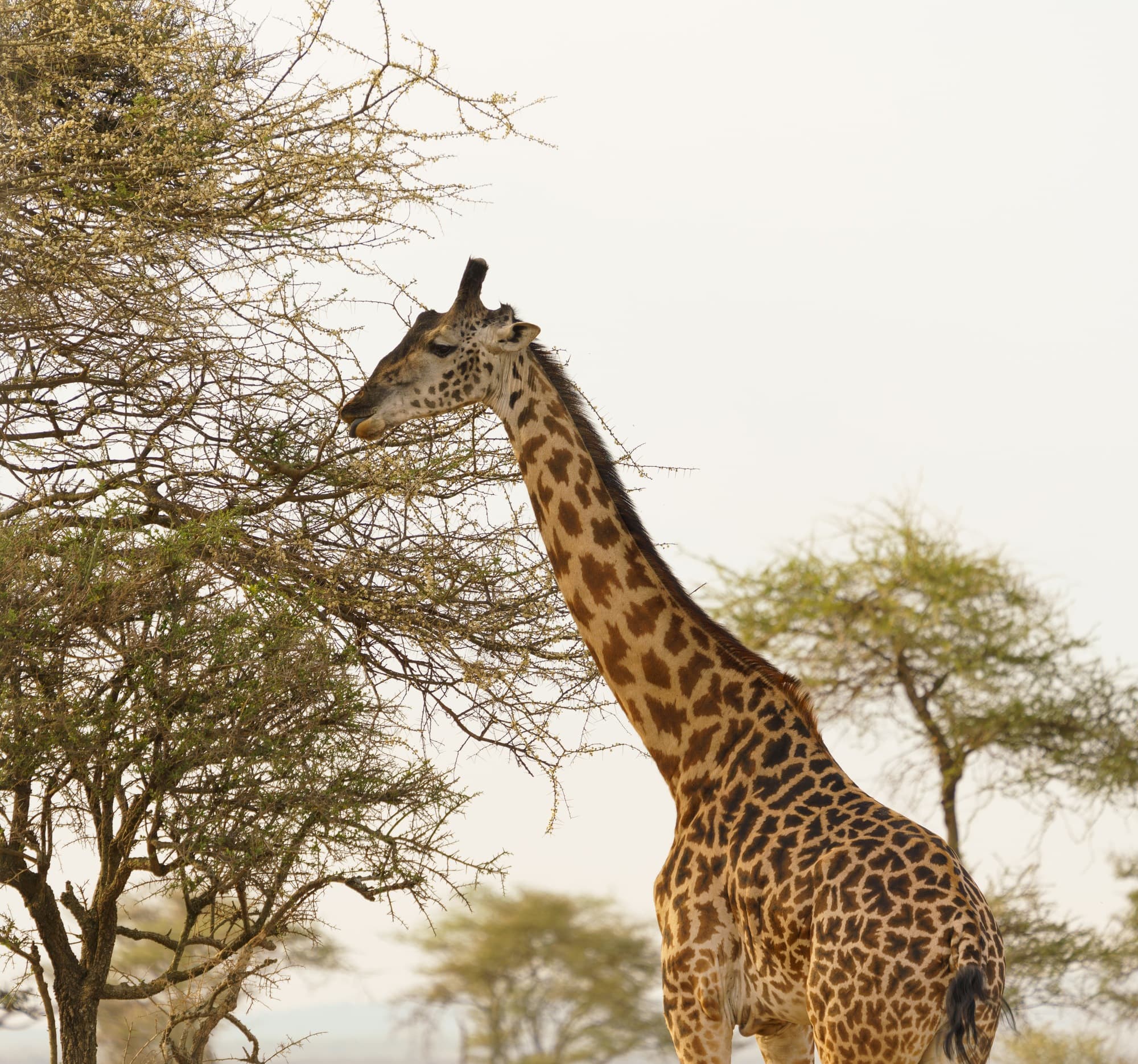Southern Serengeti photo 99
