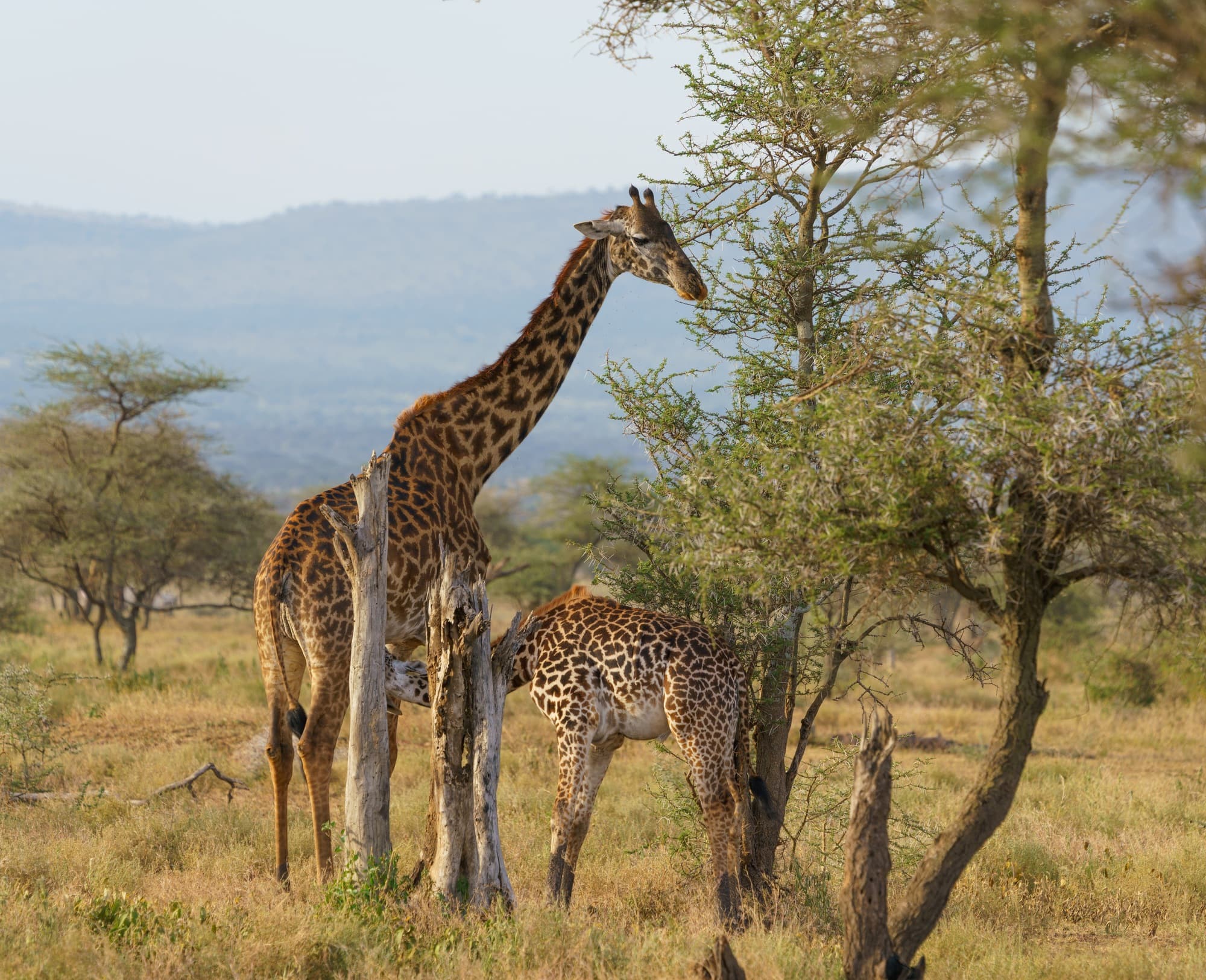 Southern Serengeti photo 101