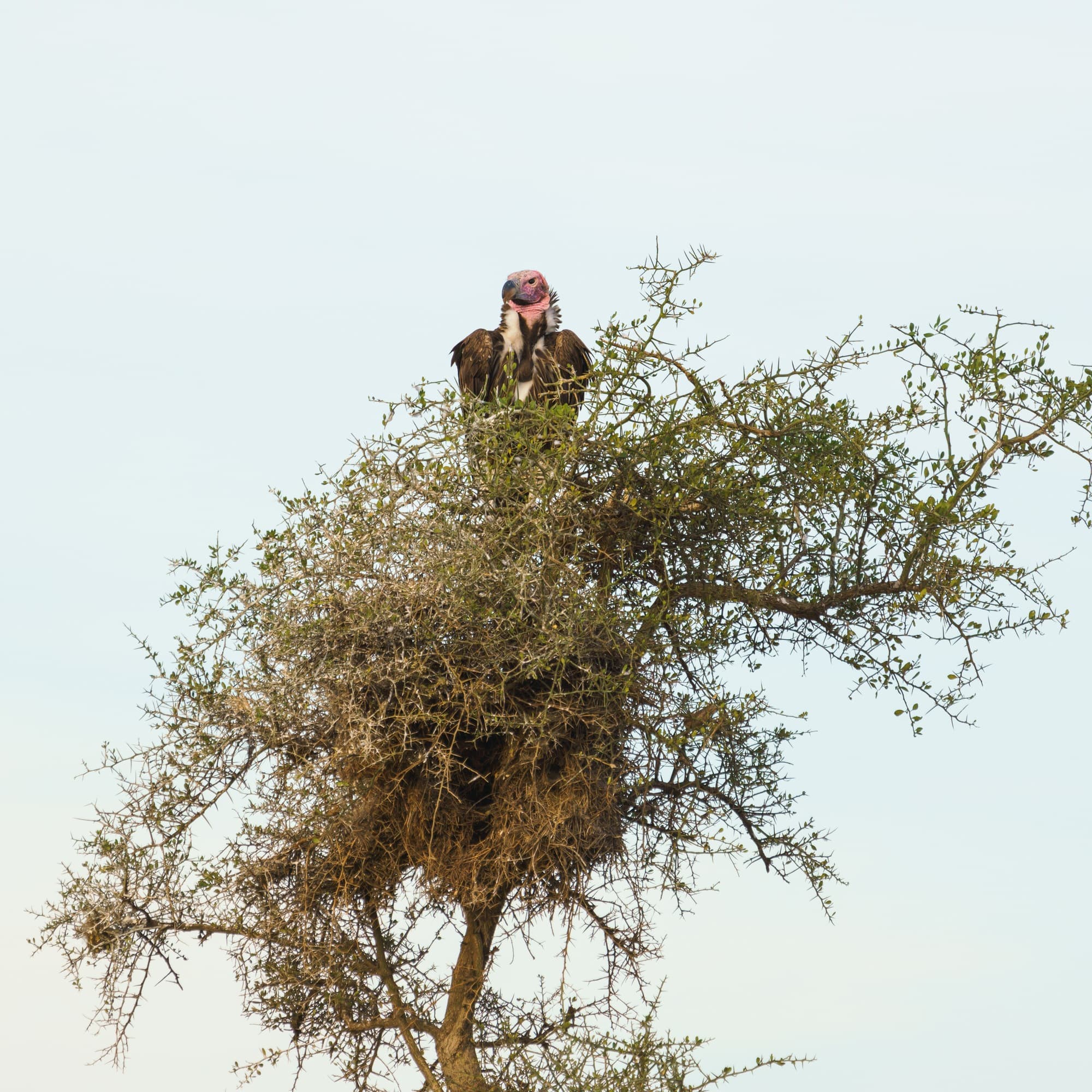 Southern Serengeti photo 100