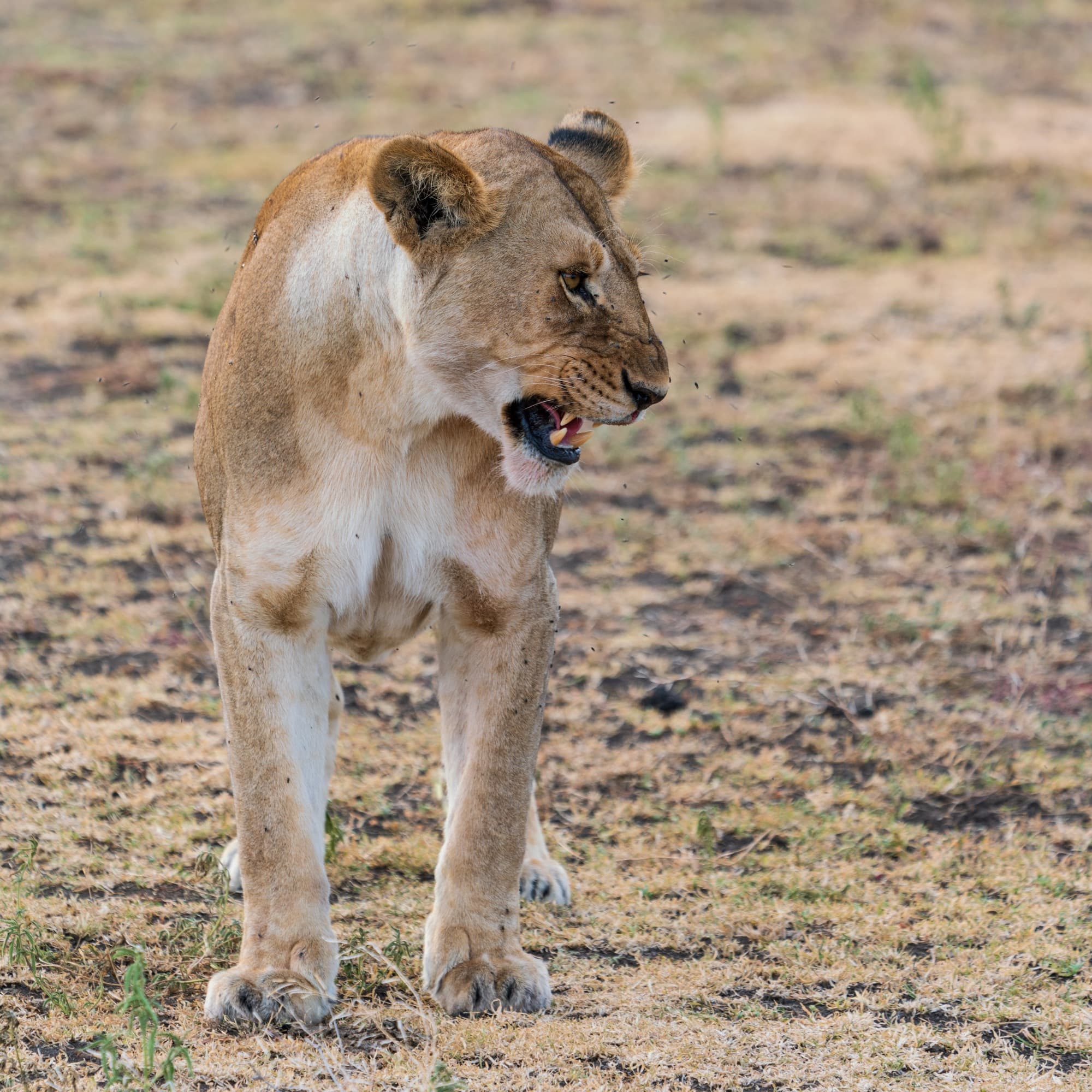 Southern Serengeti photo 94